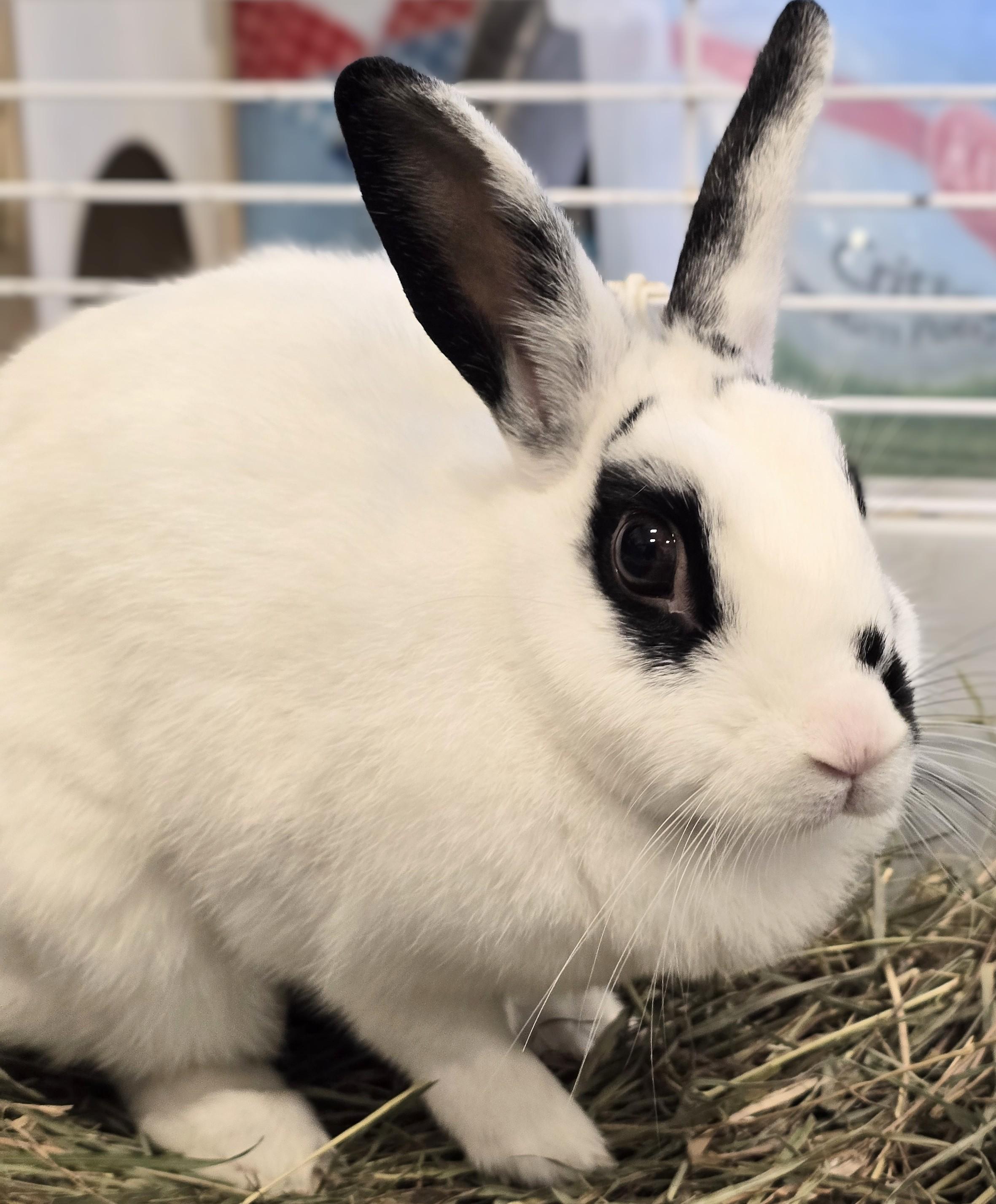 Enlarge -160 Dottie, a Adoptable American in Amityville, NY image 5/6