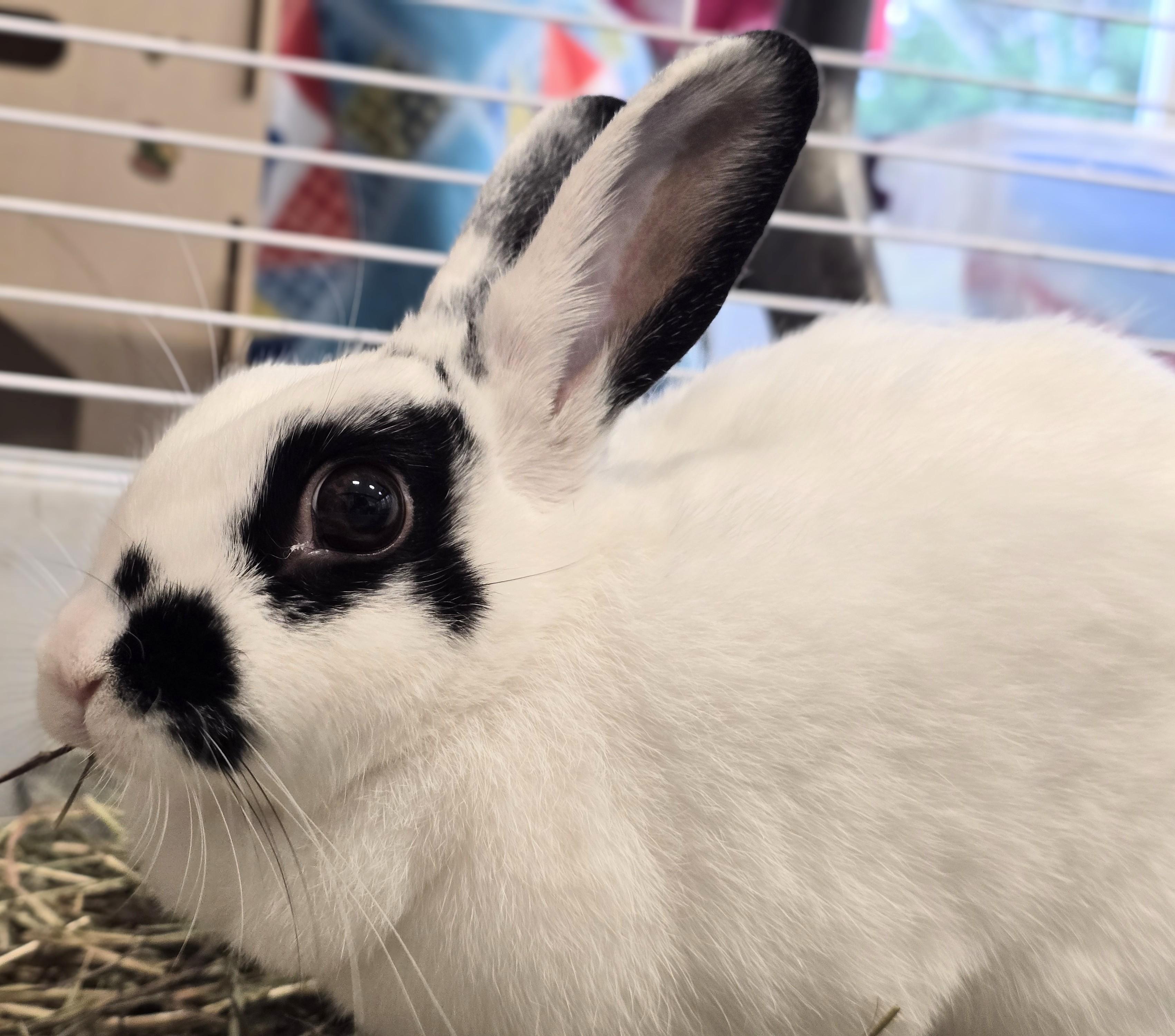 Enlarge -160 Dottie, a Adoptable American in Amityville, NY image 4/6