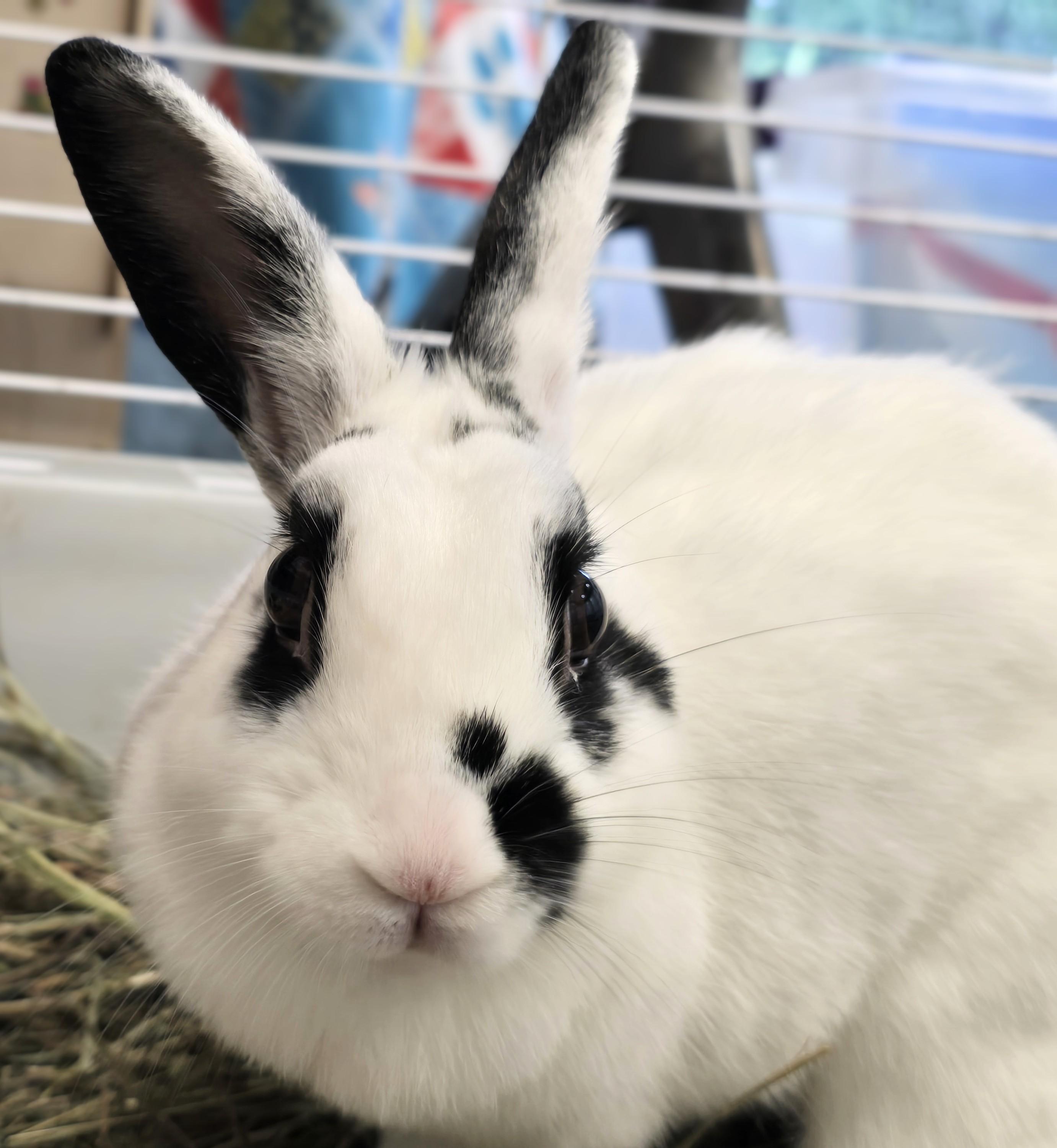 Enlarge -160 Dottie, a Adoptable American in Amityville, NY image 2/6