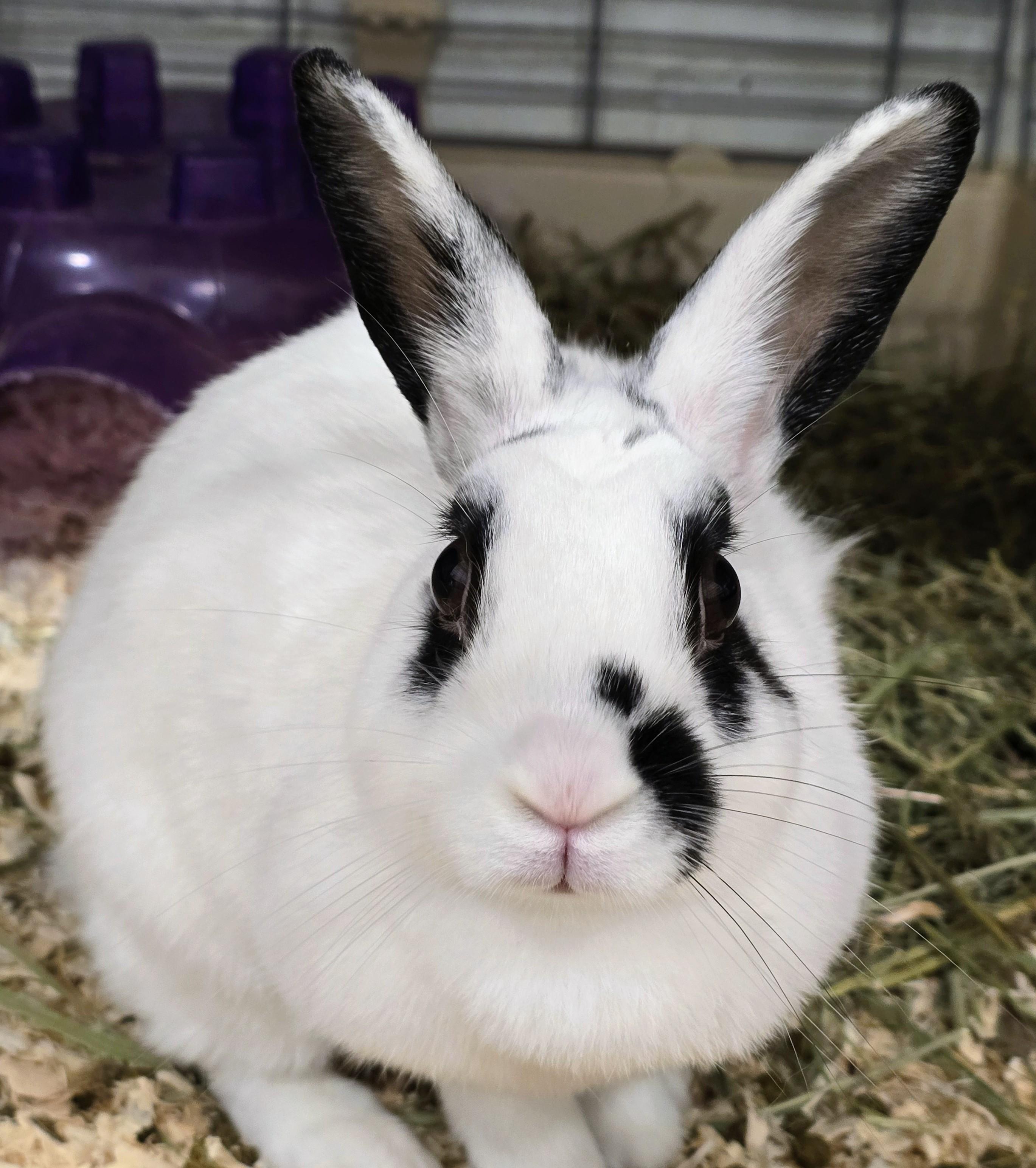 -160 Dottie, Adoptable, Adult Female American.