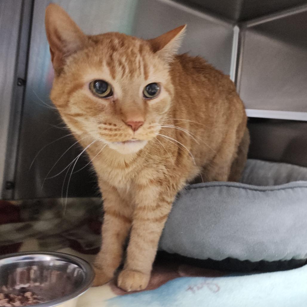 Dave the Magical Cheese Wizard, Adoptable, Senior Male Domestic Short Hair.