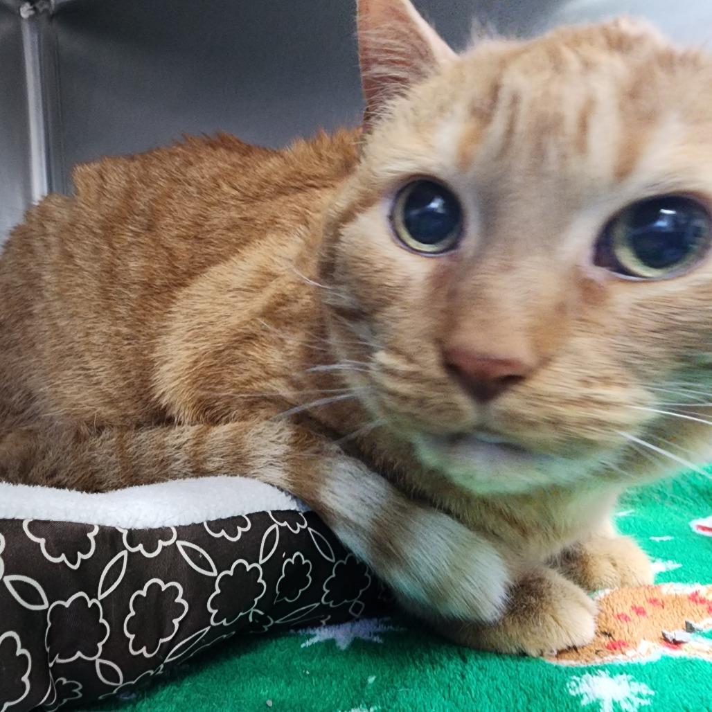 Enlarge Dave the Magical Cheese Wizard, a Adoptable Domestic Short Hair in Dixon, IL image 2/2