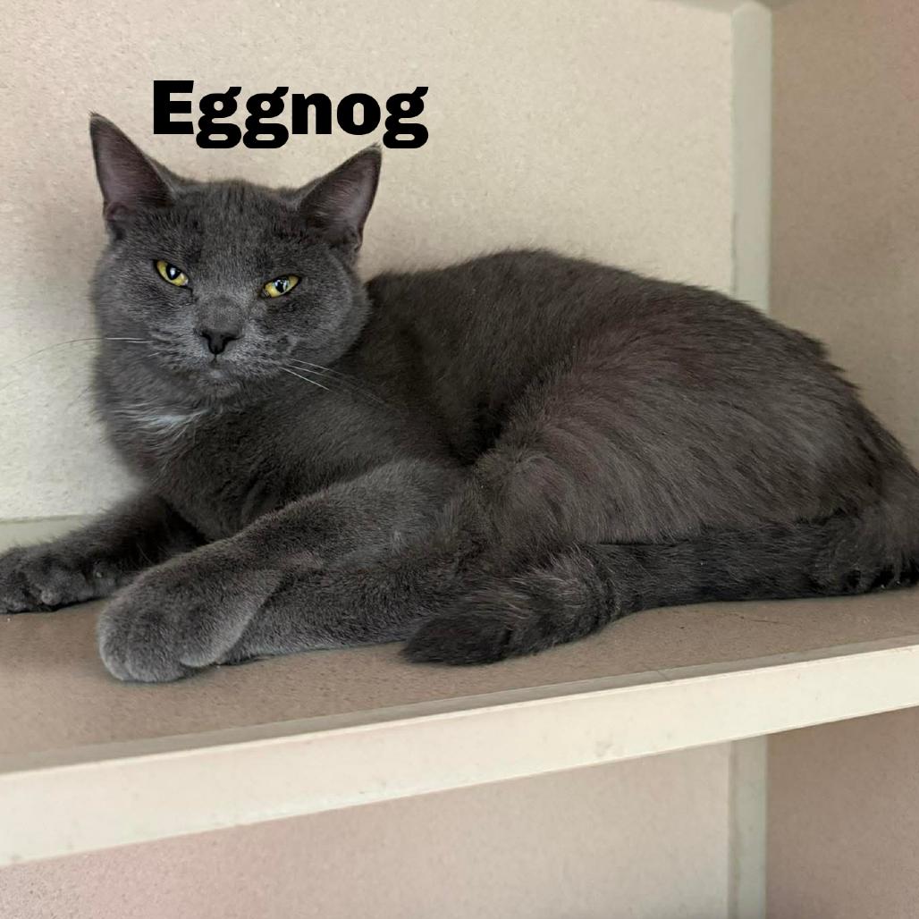 Eggnog 251126, Adoptable, Adult Female Domestic Short Hair.