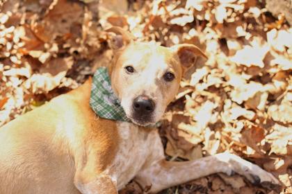 Mitchie, Adoptable, Adult Male Rhodesian Ridgeback & Mixed Breed.