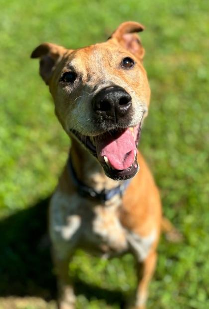 Enlarge Mitchie, a Adoptable mixed breed in Morton Grove, IL image 2/3