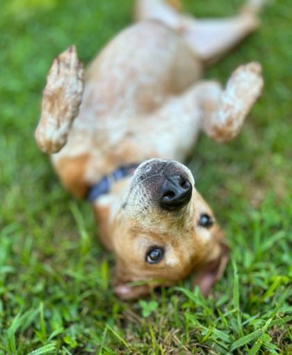 Enlarge Mitchie, a Adoptable mixed breed in Morton Grove, IL image 3/3