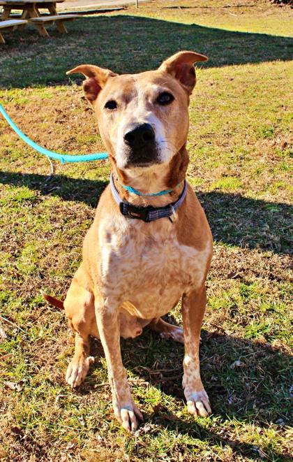 Mitchie, a Adoptable mixed breed in Morton Grove, IL image 2/2