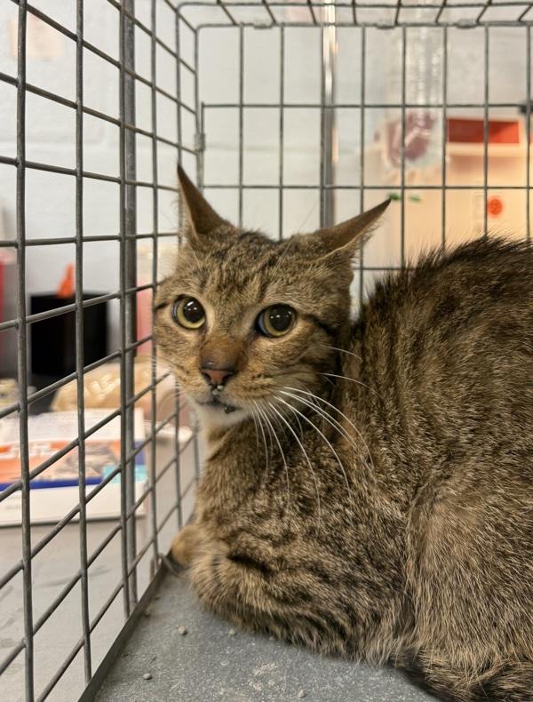 Anthony, Adoptable, Young Male Domestic Short Hair.