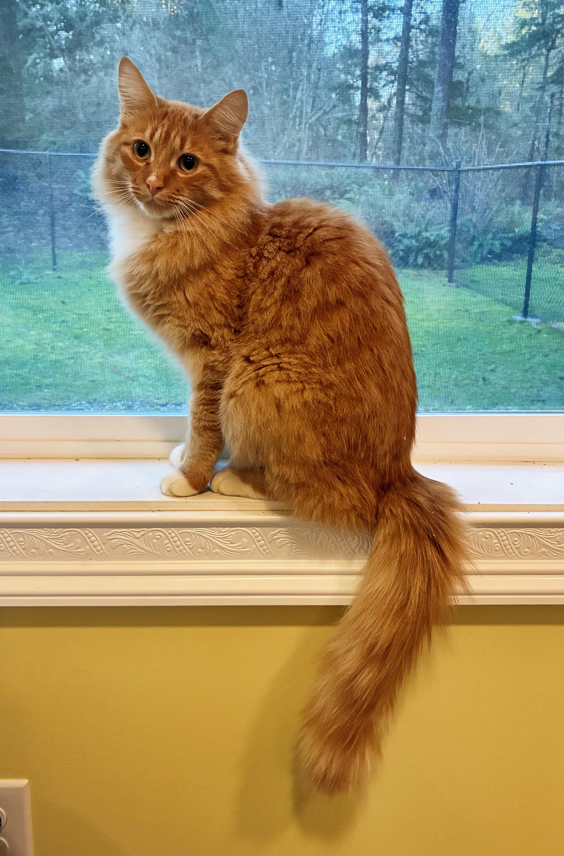 Enlarge Tigger (and Muffy), an adopted Tabby in Bellingham, WA image 2/5