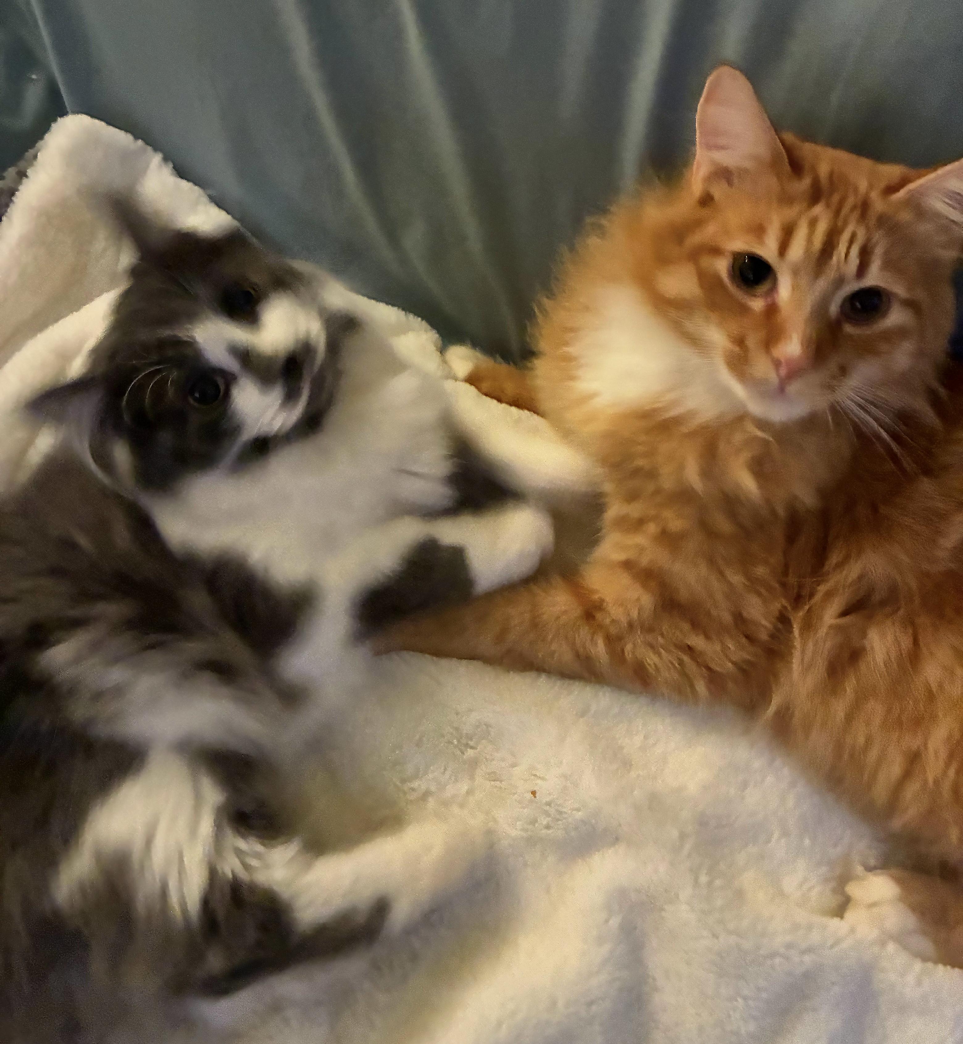 Enlarge Tigger (and Muffy), an adopted Tabby in Bellingham, WA image 5/5