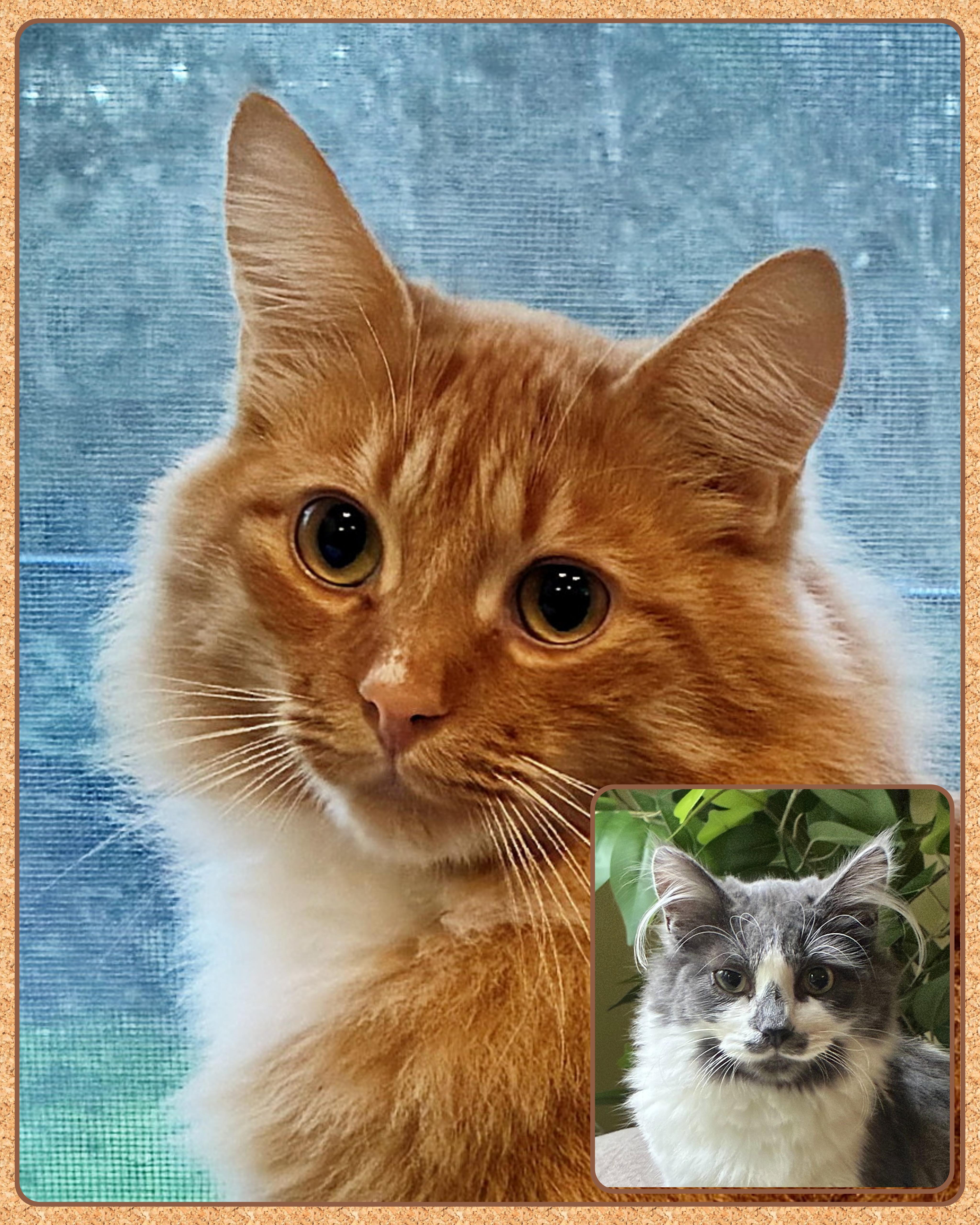 Tigger (and Muffy), adopted, Young Male Tabby.