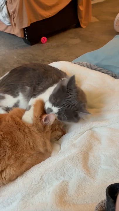 Enlarge Tigger (and Muffy), an adopted Tabby in Bellingham, WA video 4/5