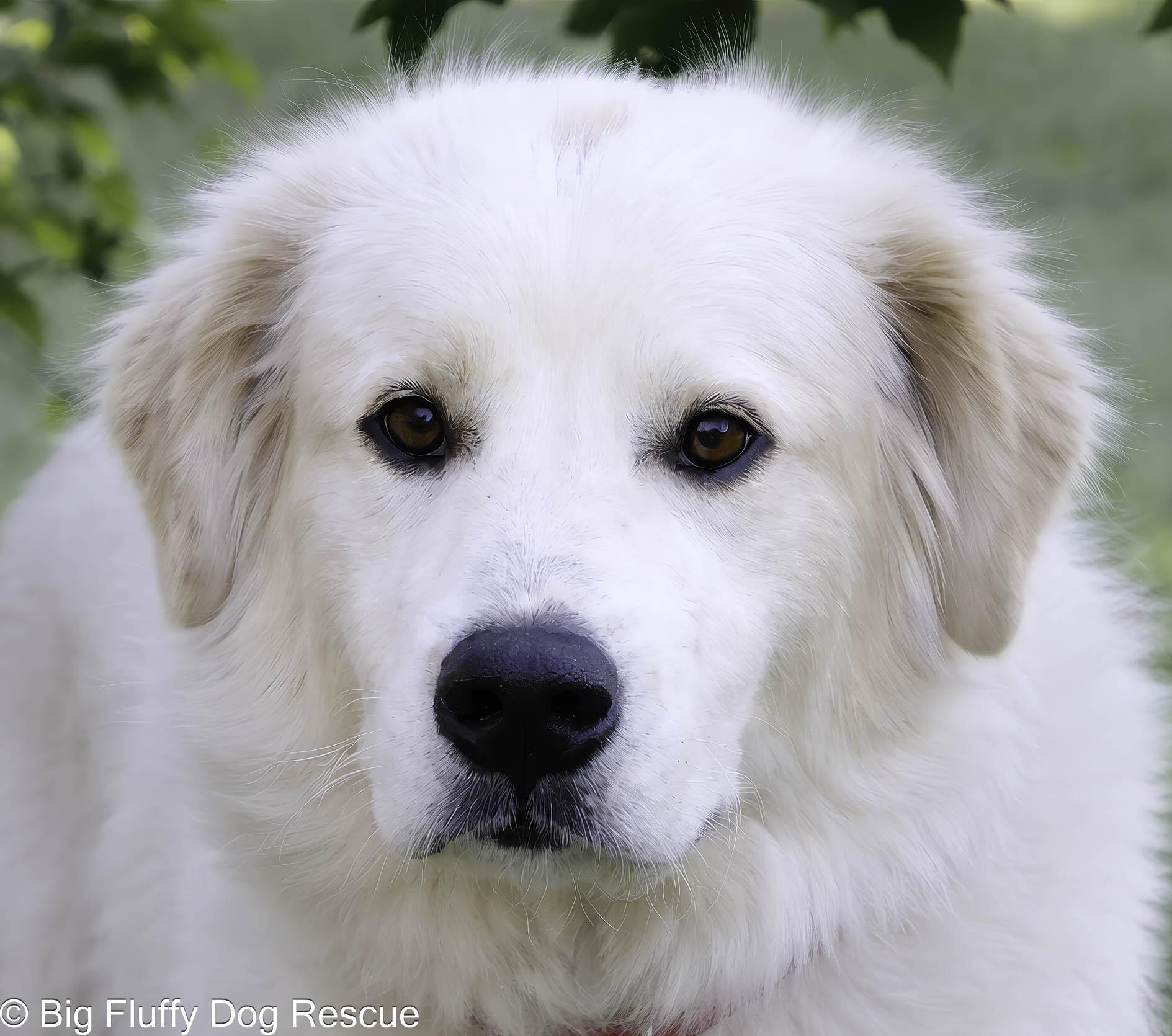 Zinnia — thumbnail 2