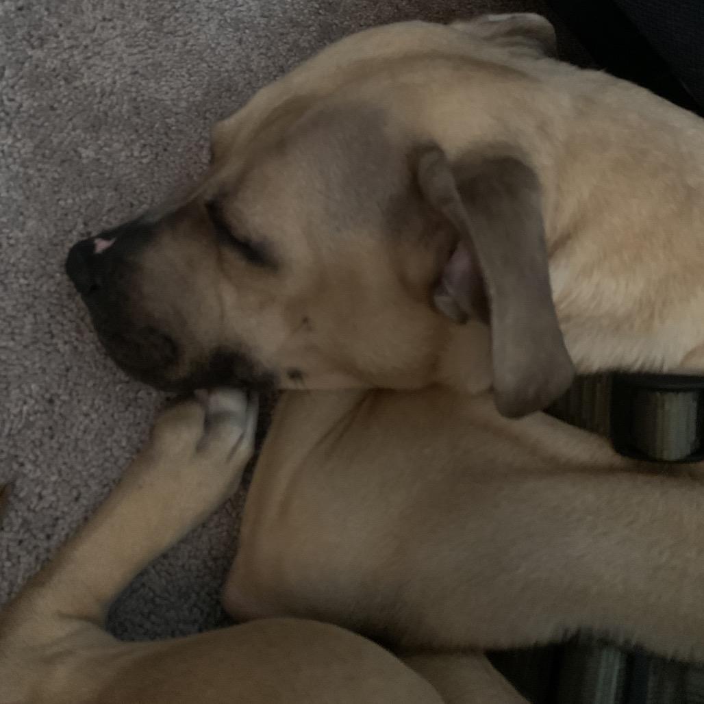 Sage, Adoptable, Adult Female Mixed Breed.