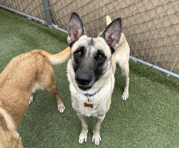 Venus, Adoptable, Adult Female Belgian Shepherd / Sheepdog.