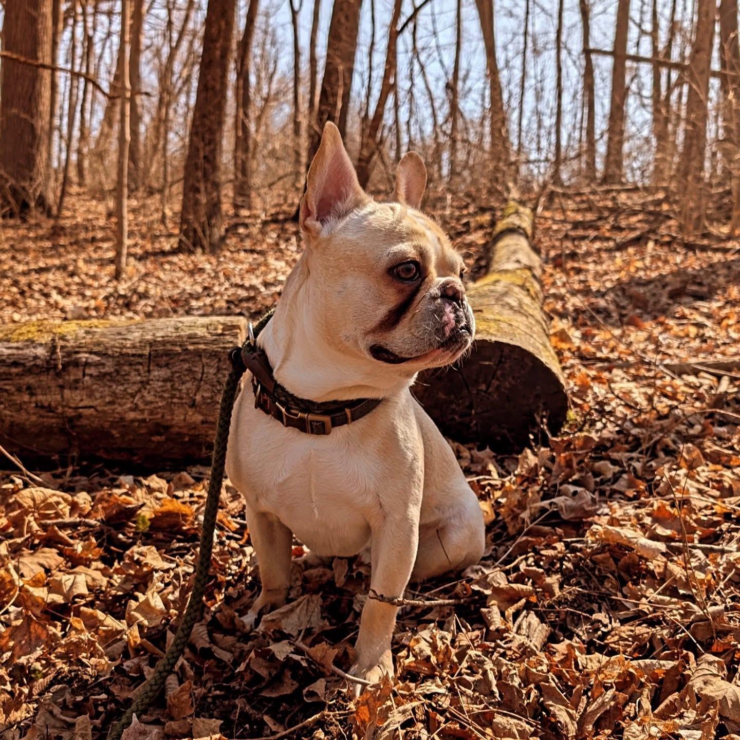 Enlarge Reggie, a ADOPTABLE French Bulldog in Xenia, OH image 1/4