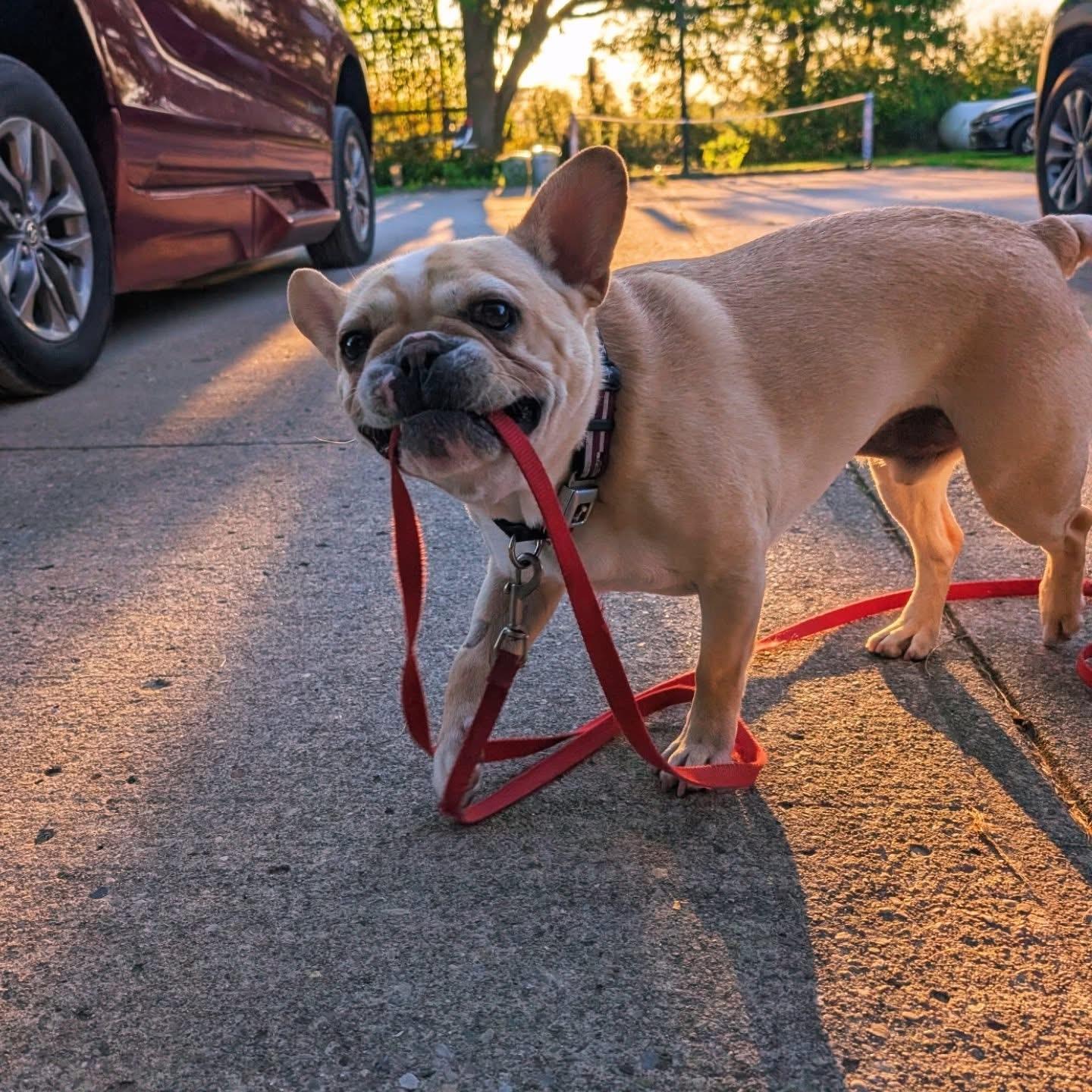 Enlarge Reggie, a ADOPTABLE French Bulldog in Xenia, OH image 3/4