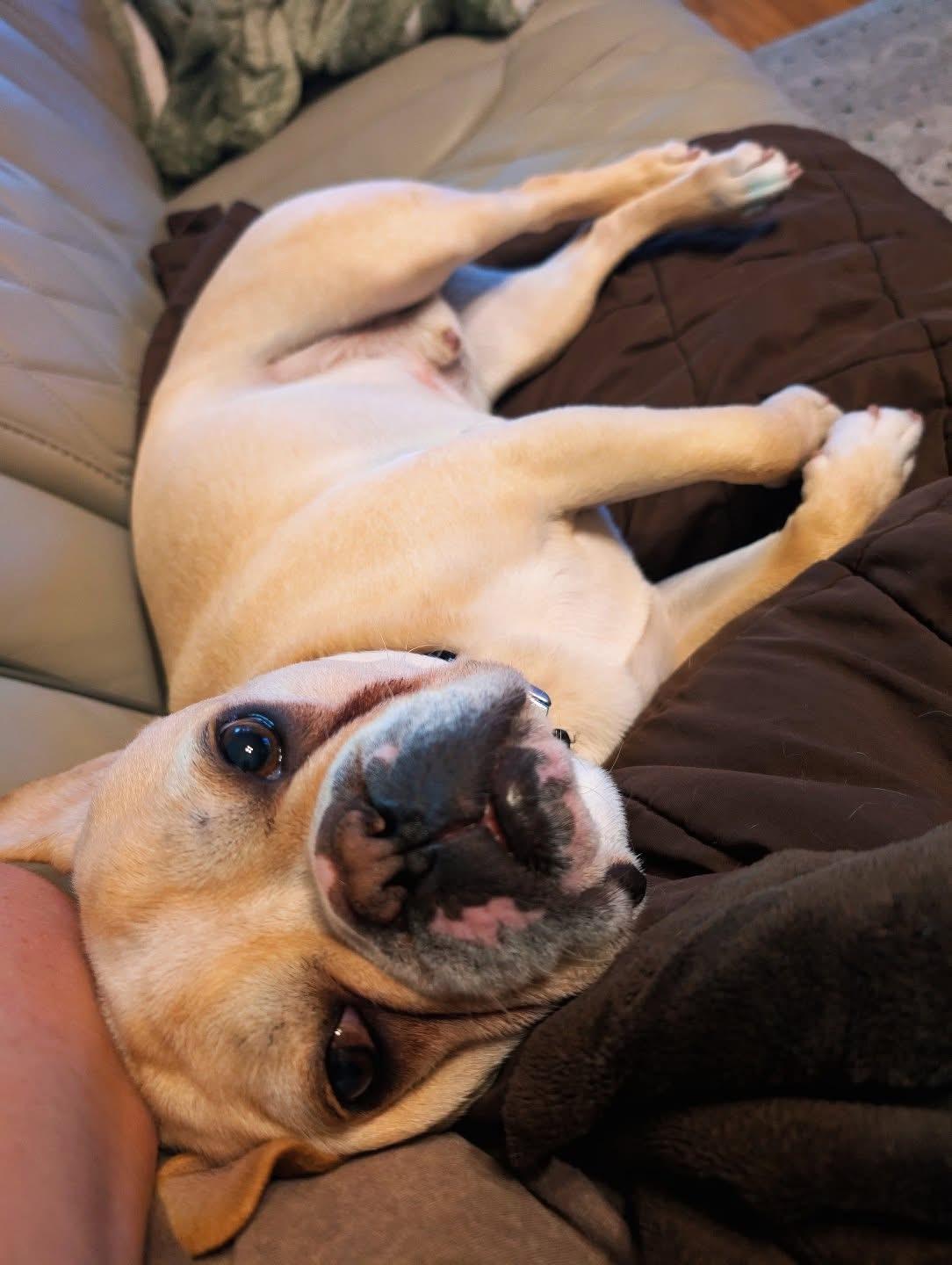 Enlarge Reggie, a ADOPTABLE French Bulldog in Xenia, OH image 4/4