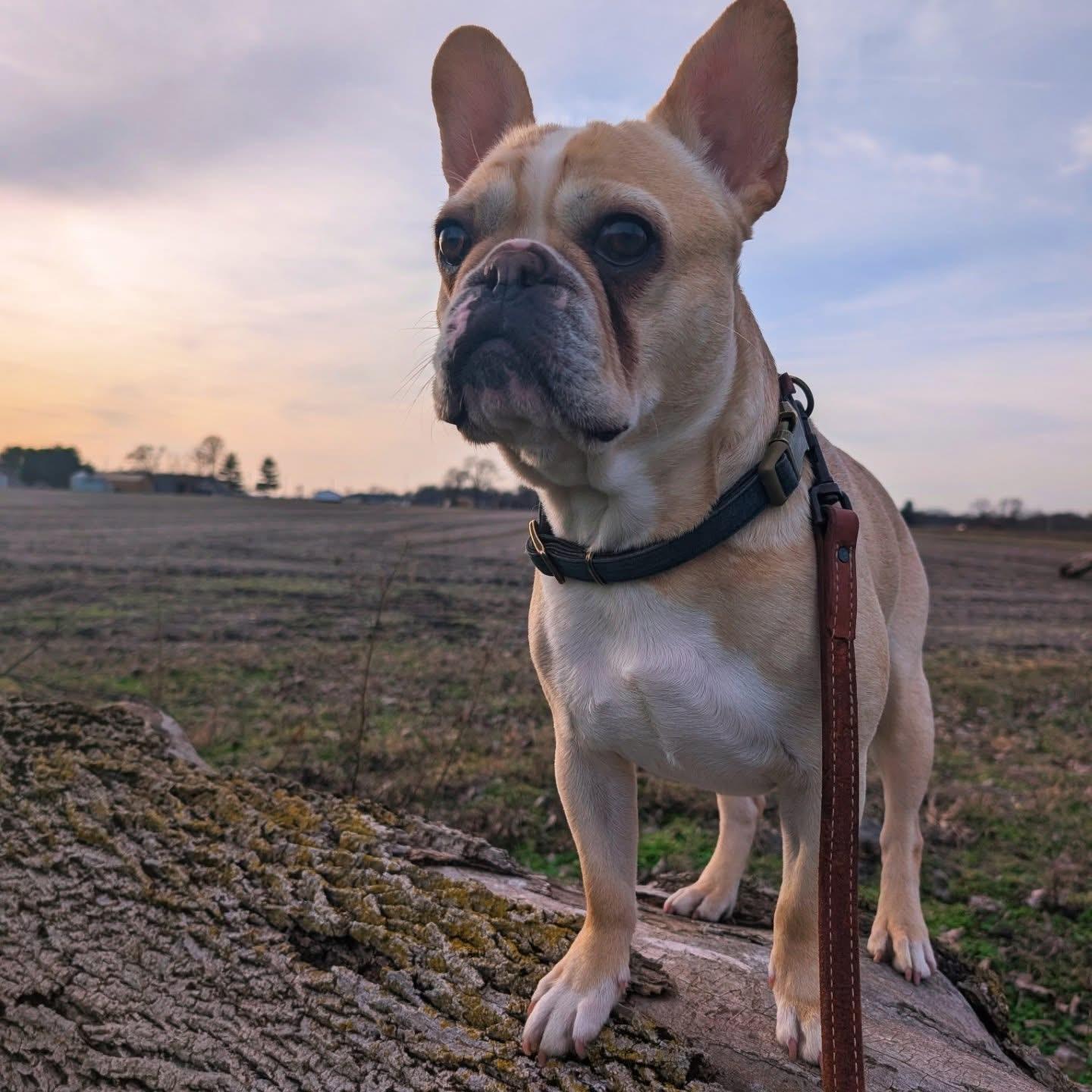 Enlarge Reggie, a ADOPTABLE French Bulldog in Xenia, OH image 2/4