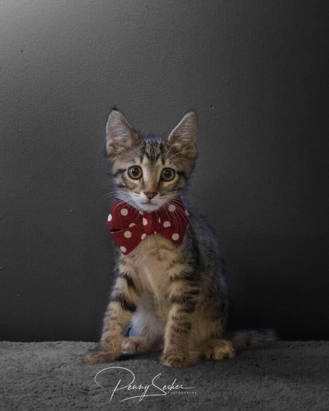 Enlarge Gunner, a Adoptable Domestic Short Hair in Belton, MO image 3/4