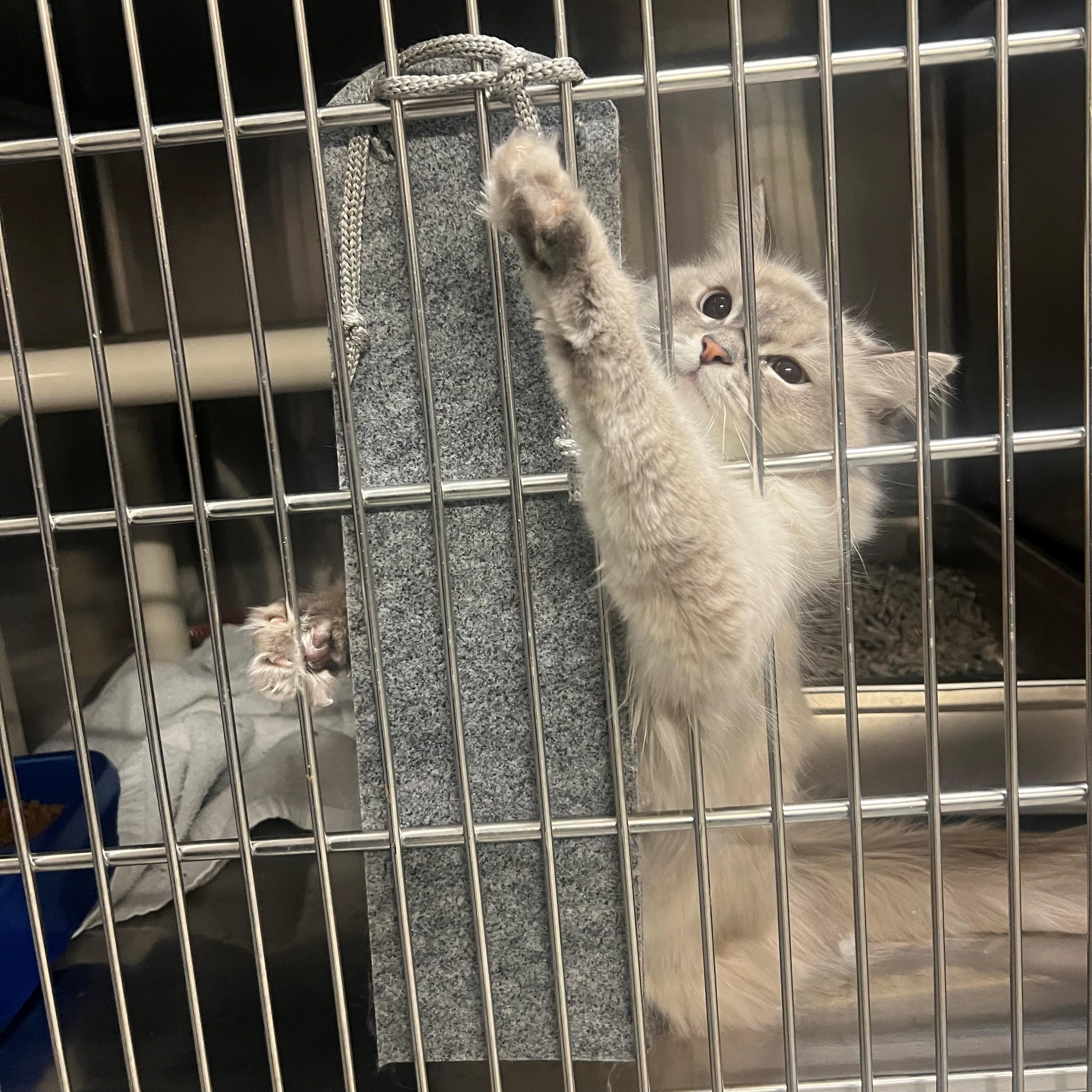 Lady Bridgerton CS-008/25, adopted, Young Female Ragdoll & Domestic Long Hair.