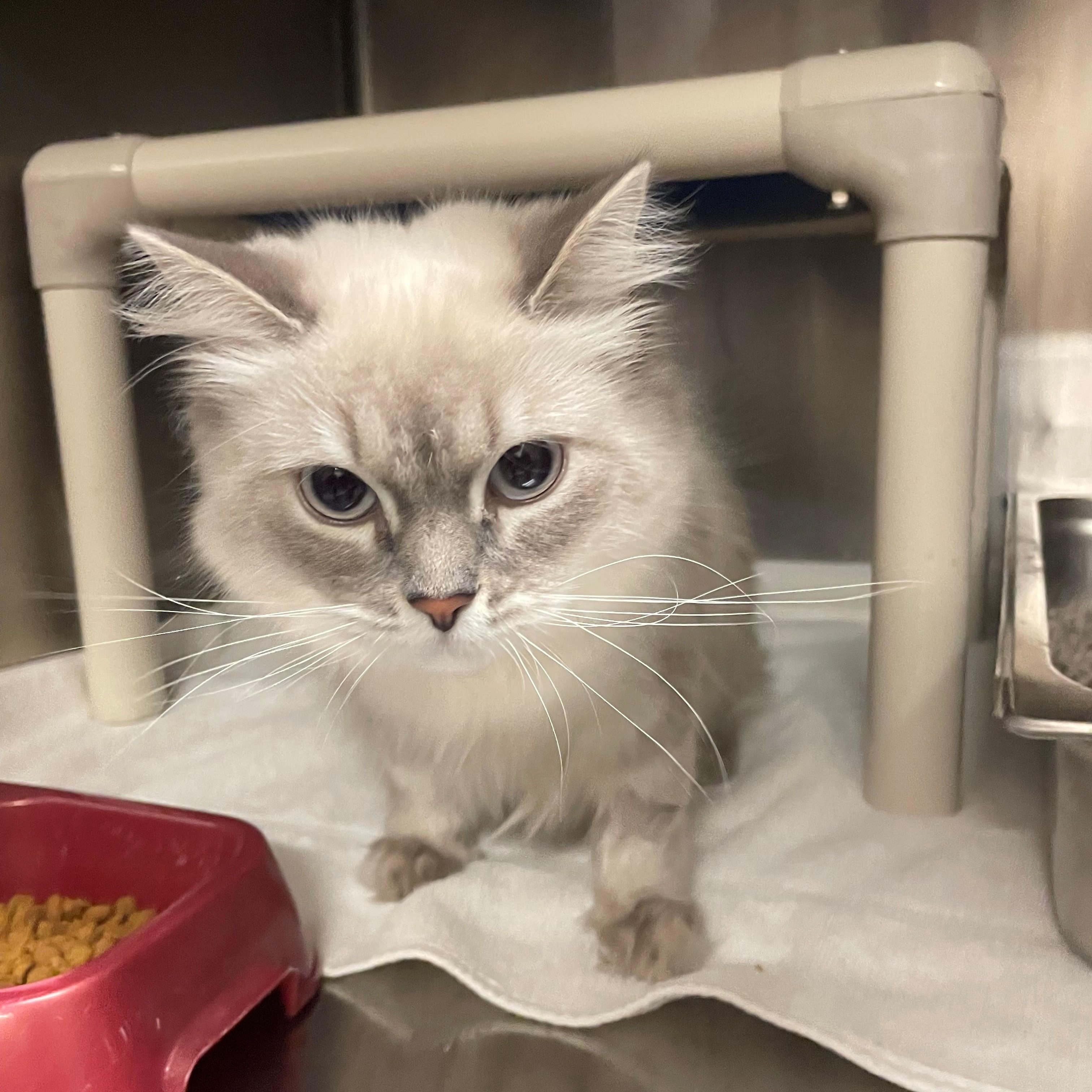 Enlarge Lady Bridgerton CS-008/25, an adopted mixed breed in Burlington, ON image 2/2