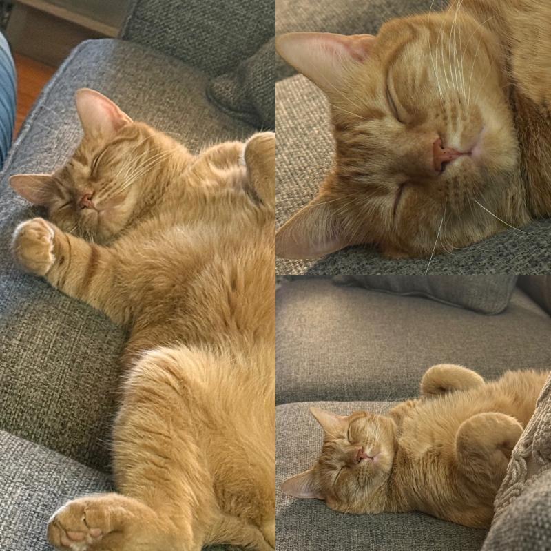 Ripley, Adoptable, Adult Male Domestic Medium Hair.
