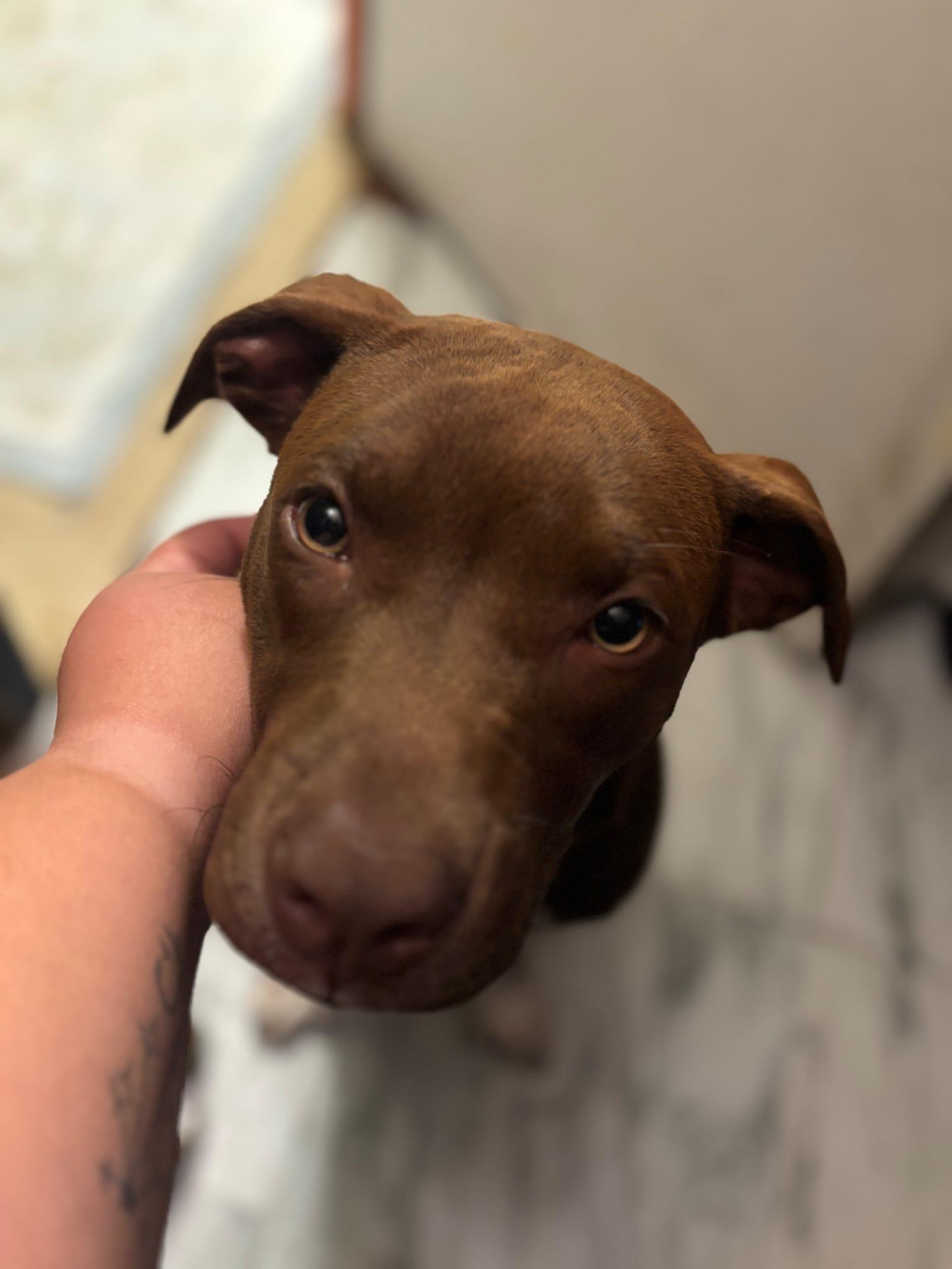 Mary, ADOPTABLE, Young Female Pit Bull Terrier.