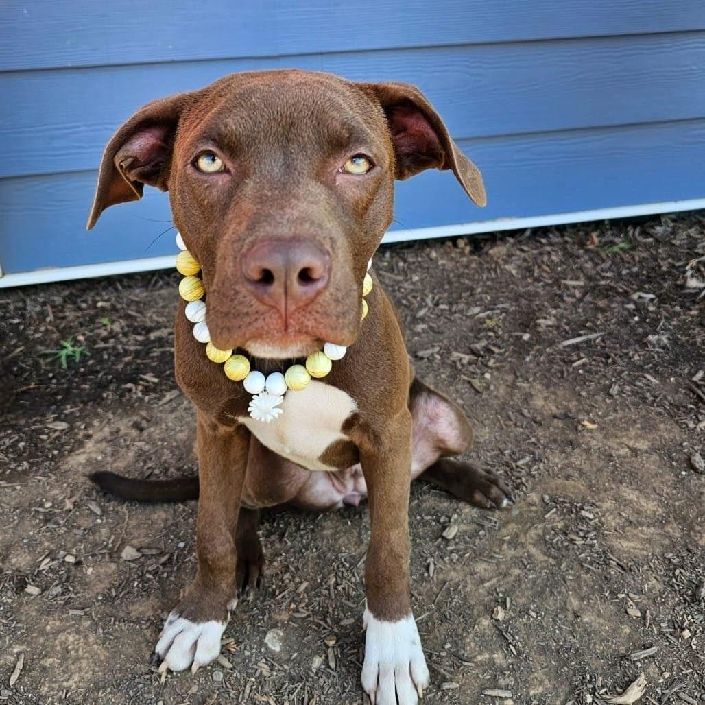 Enlarge Mary, a ADOPTABLE Pit Bull Terrier in New York, NY image 6/6
