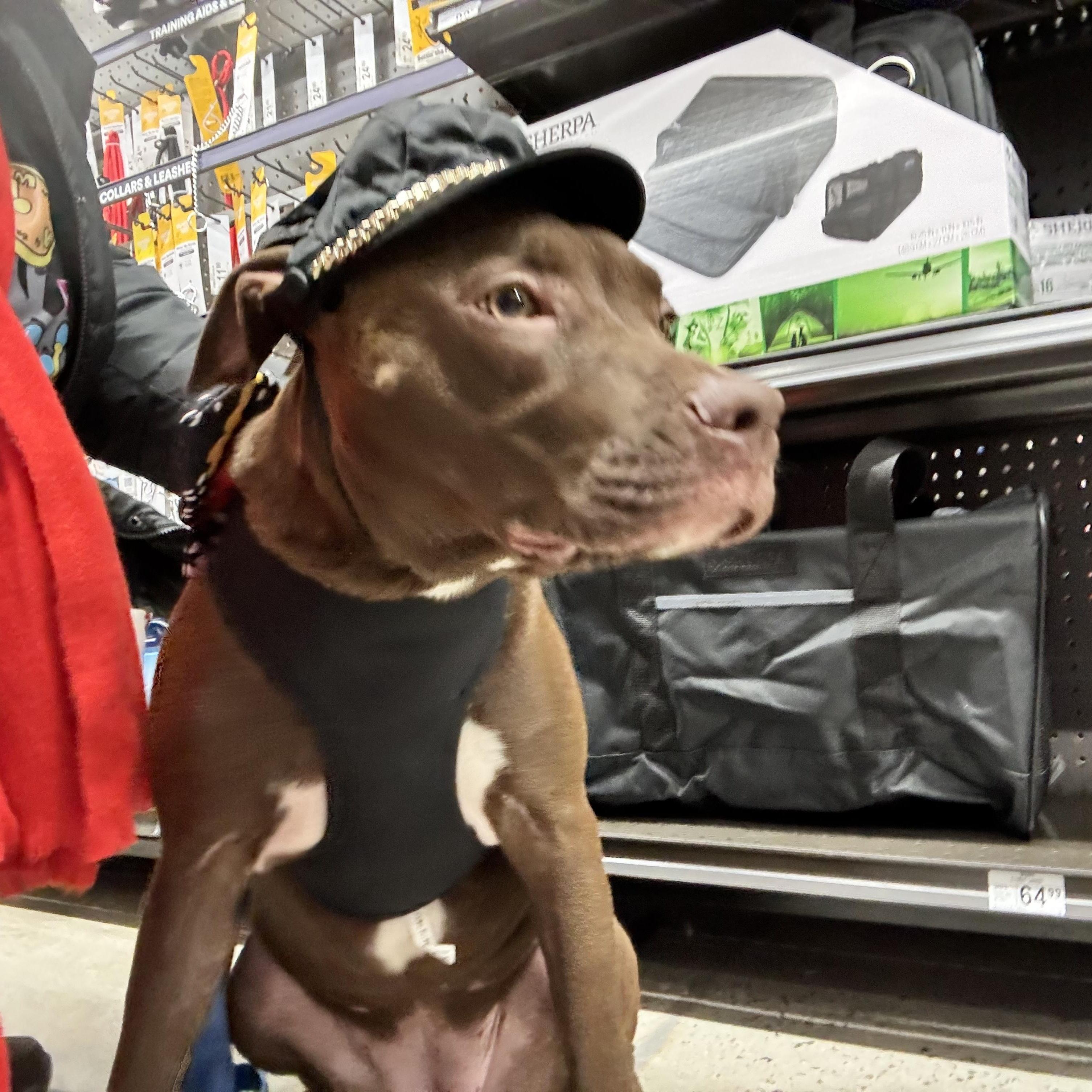 Enlarge Mary, a ADOPTABLE Pit Bull Terrier in New York, NY image 2/6