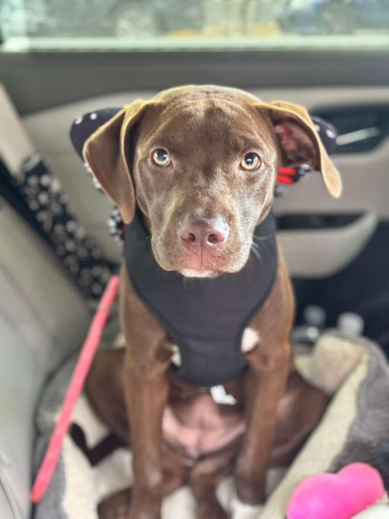 Enlarge Mary, a ADOPTABLE Pit Bull Terrier in New York, NY image 4/6