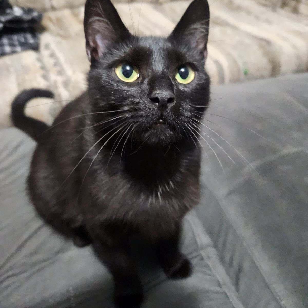 Enlarge Cora, a Adoptable Domestic Short Hair in Delta, OH image 5/6