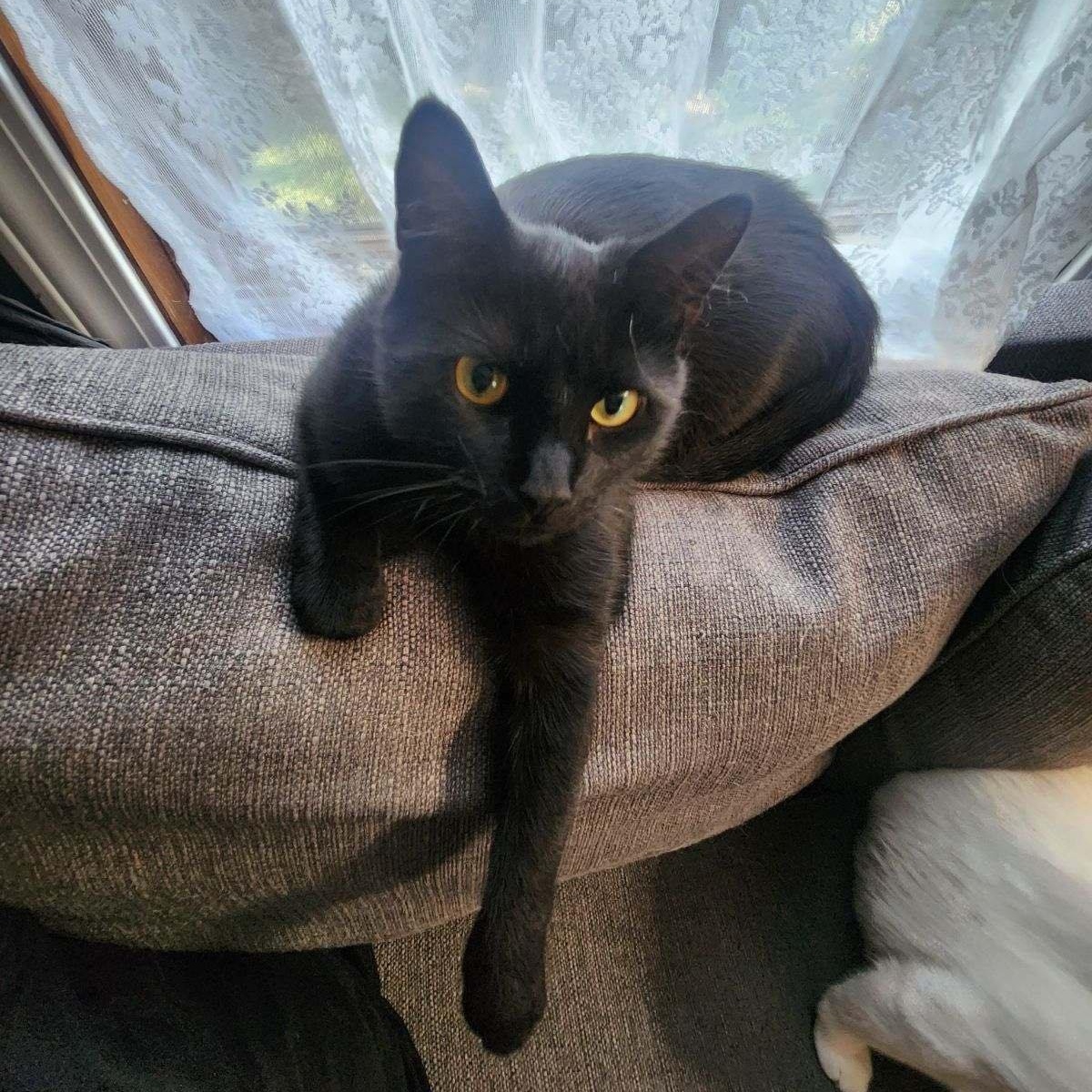 Enlarge Cora, a Adoptable Domestic Short Hair in Delta, OH image 4/6