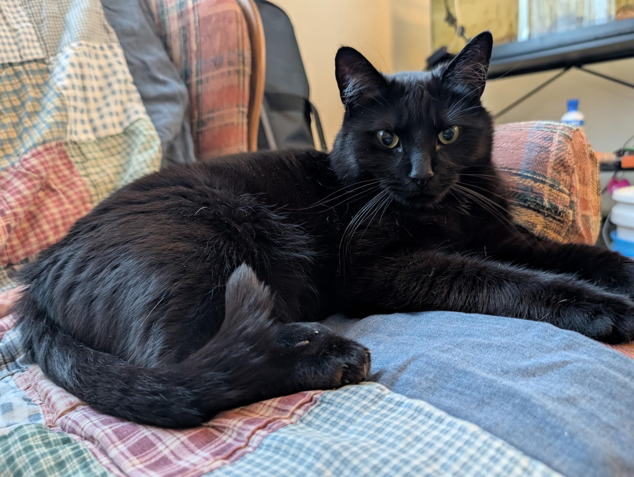 Enlarge Cora, a Adoptable Domestic Short Hair in Delta, OH image 1/6