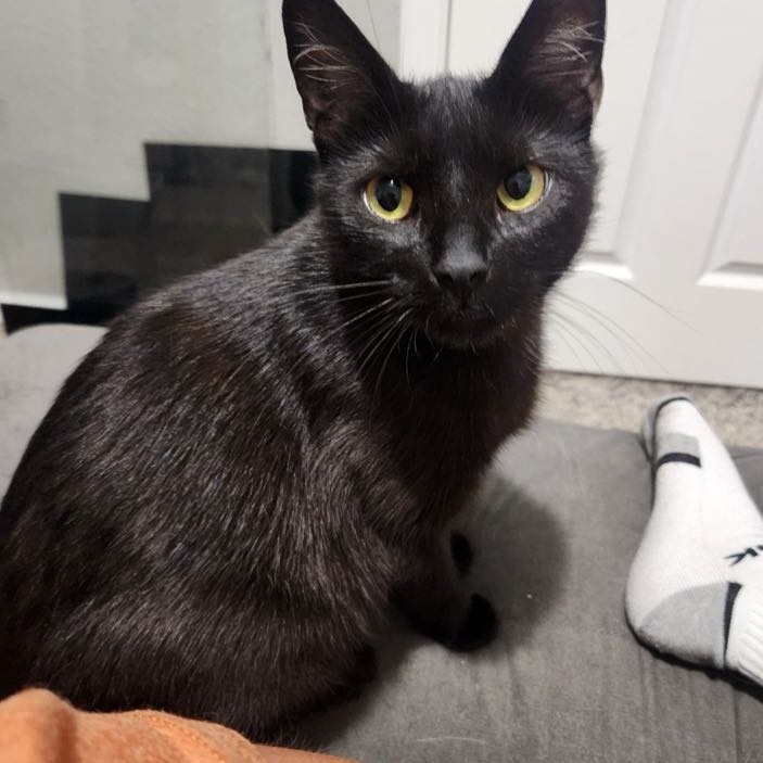 Enlarge Cora, a Adoptable Domestic Short Hair in Delta, OH image 3/6