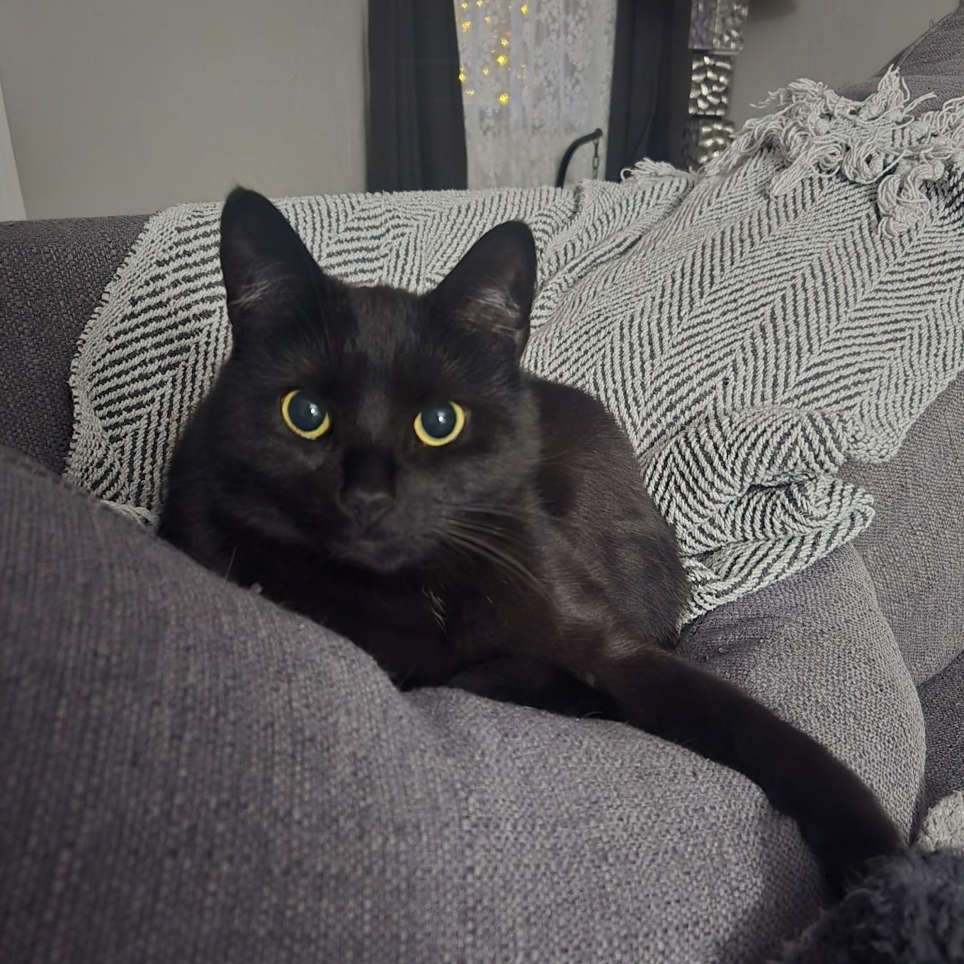 Enlarge Cora, a Adoptable Domestic Short Hair in Delta, OH image 2/6