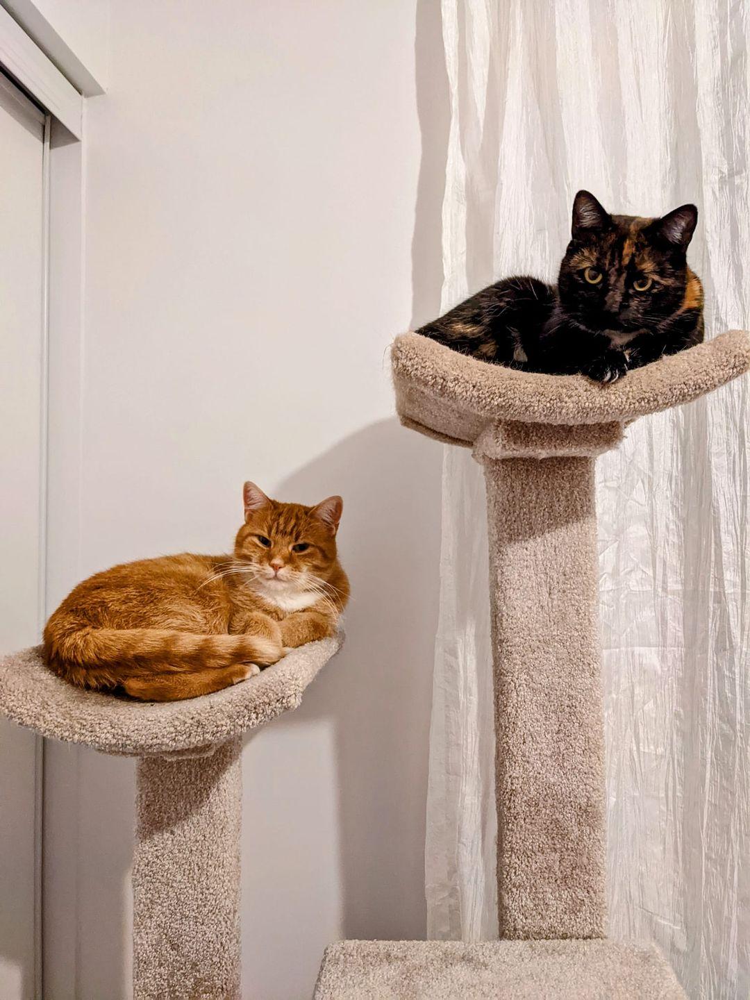 Alfie & Belle, Adoptable, Adult Male Tabby.