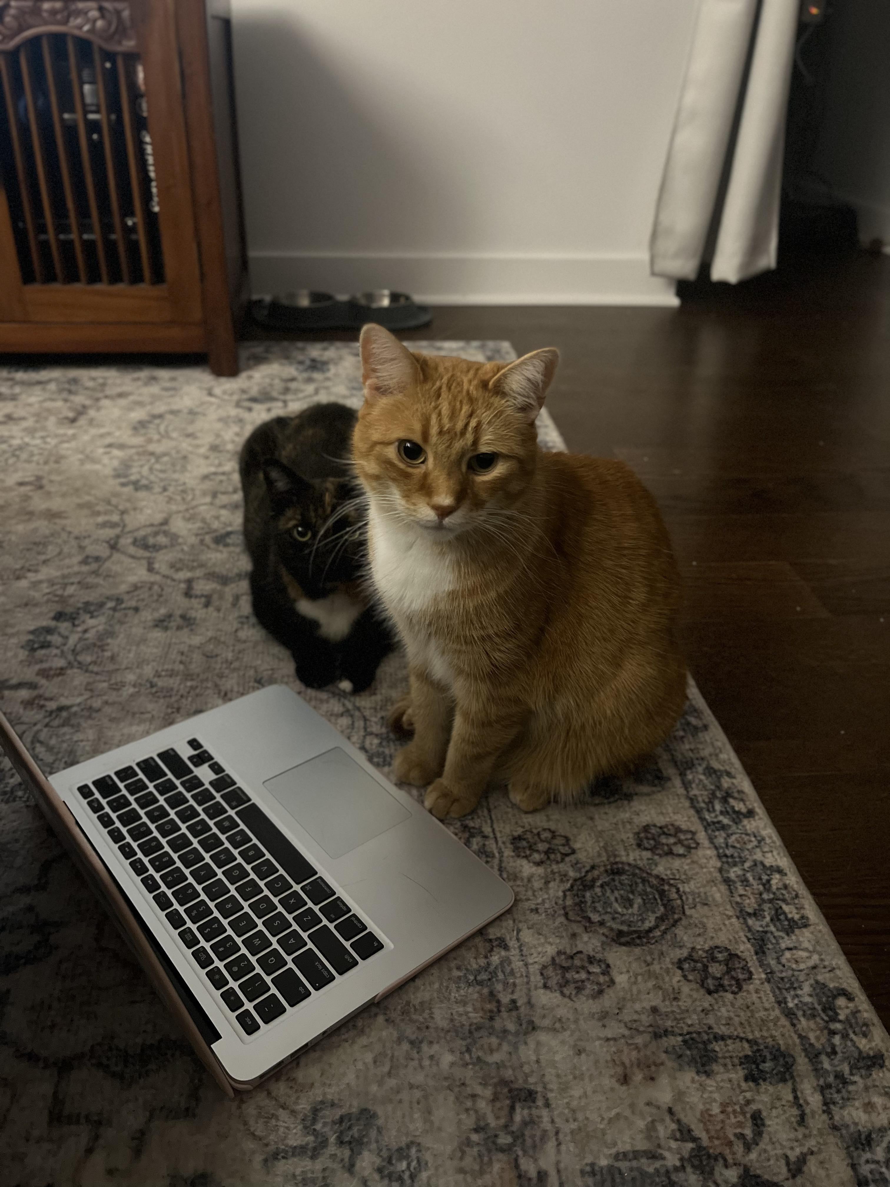 Enlarge Alfie & Belle, a Adoptable Tabby in Orleans, ON image 2/4