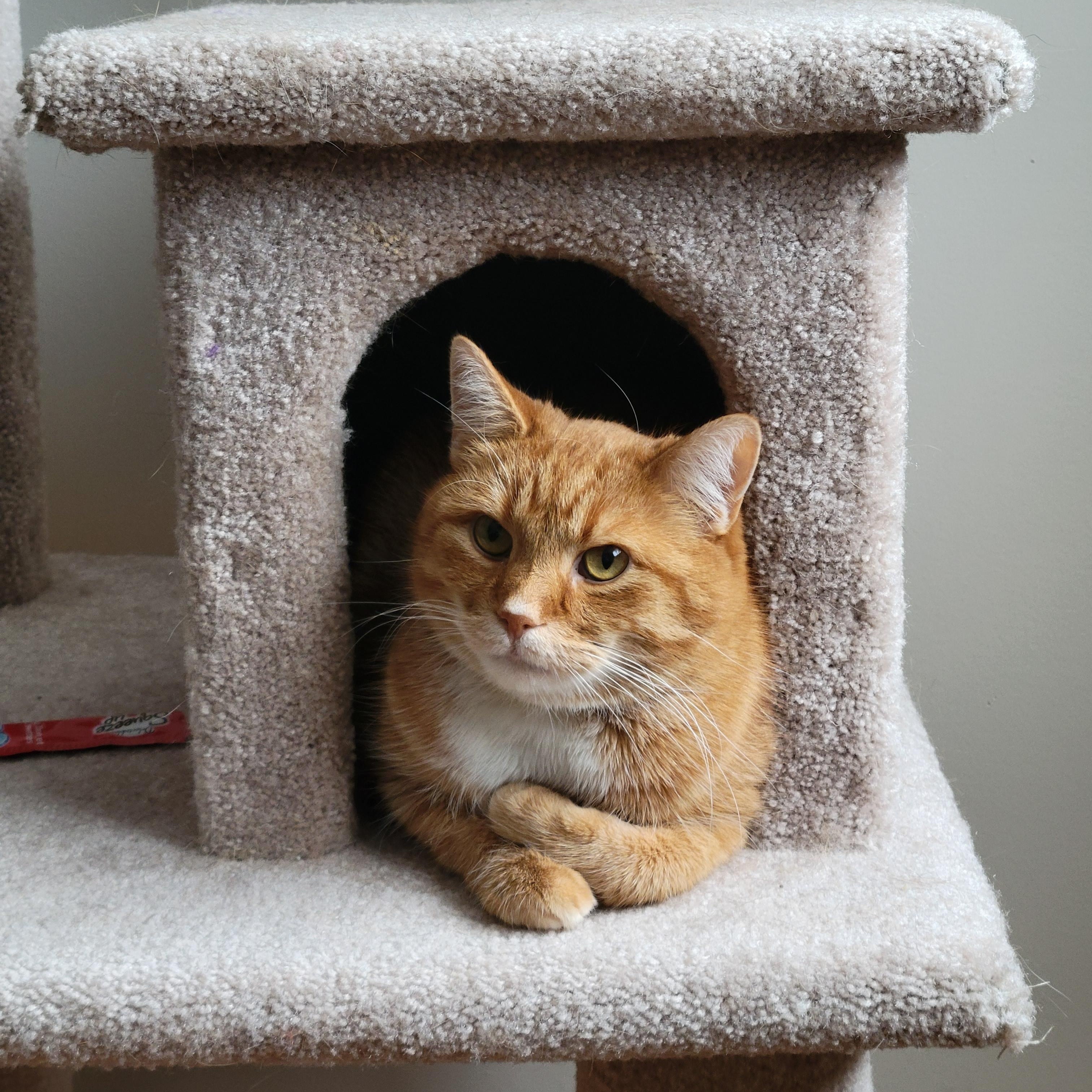 Enlarge Alfie & Belle, a Adoptable Tabby in Orleans, ON image 3/4