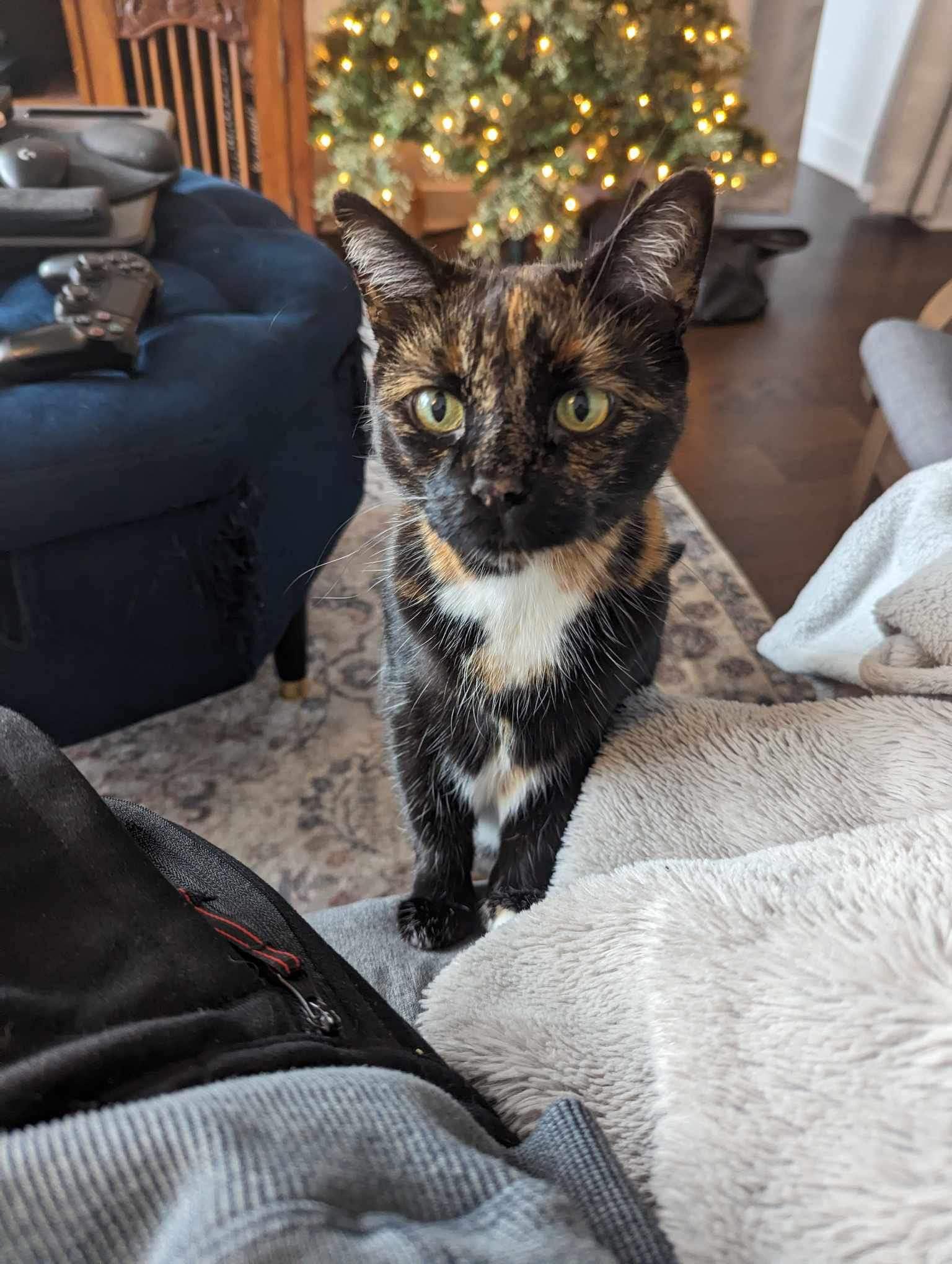 Enlarge Alfie & Belle, a Adoptable Tabby in Orleans, ON image 4/4