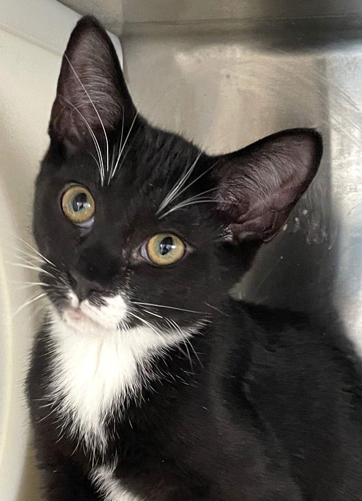 Tanzanite, Adoptable, Young Male Tuxedo.