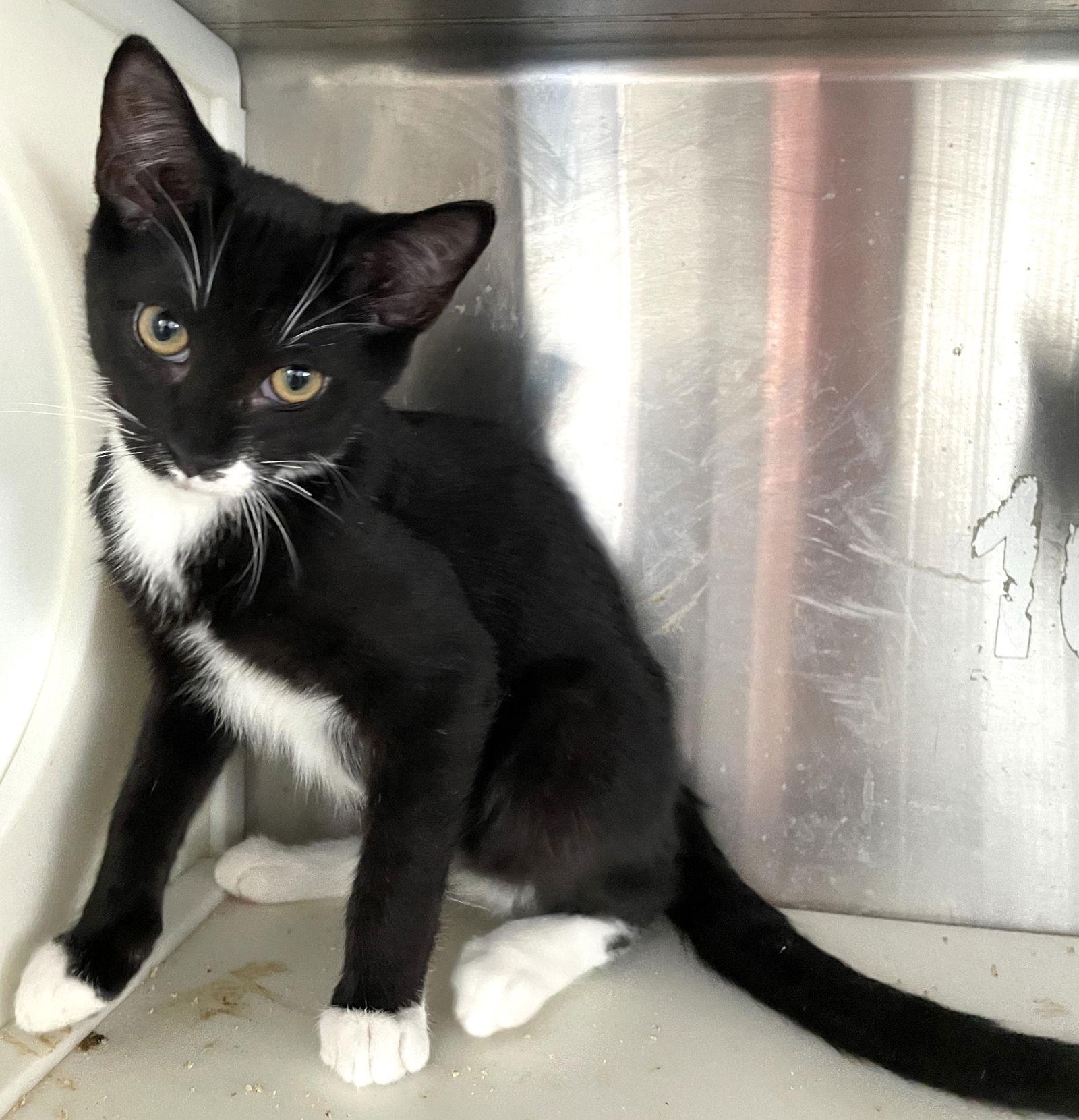 Tanzanite, a Adoptable Tuxedo in Carrollton, GA image 2/3
