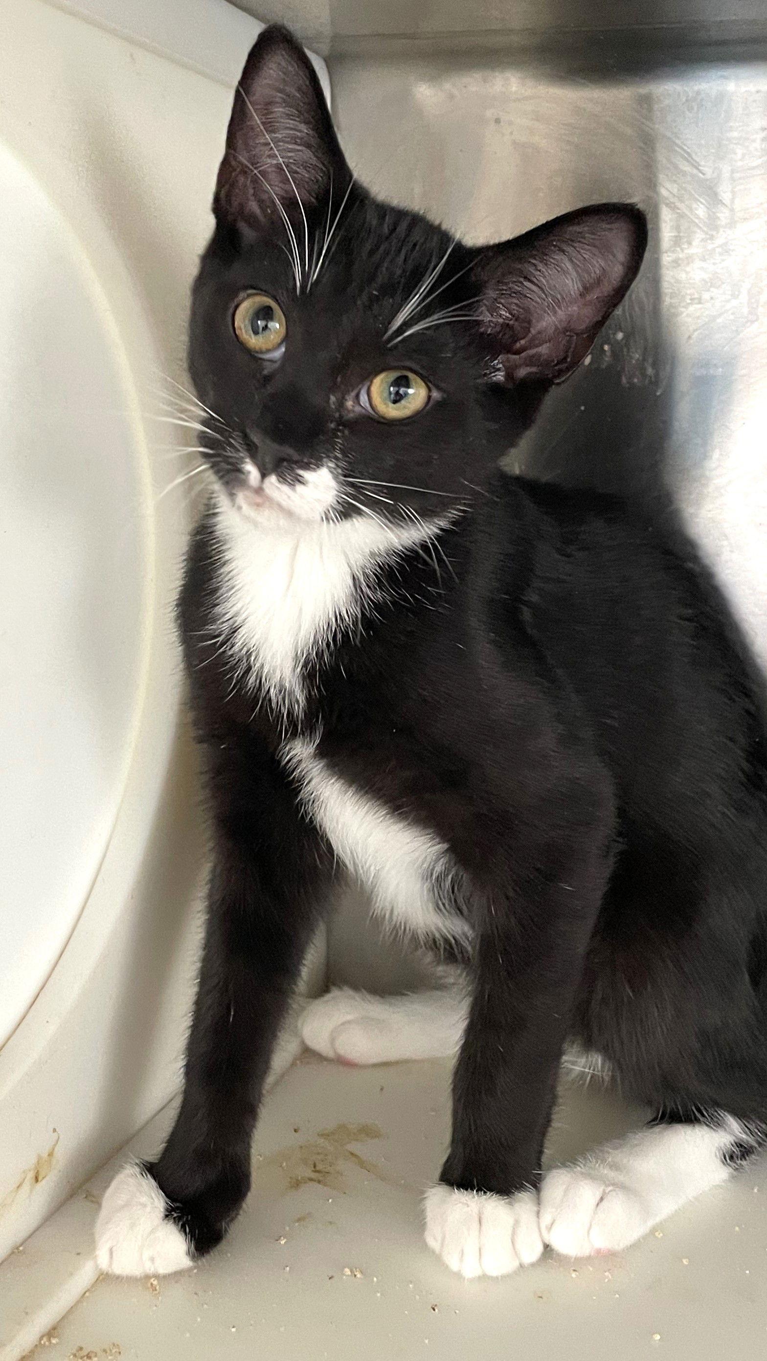 Tanzanite, a Adoptable Tuxedo in Carrollton, GA image 3/3