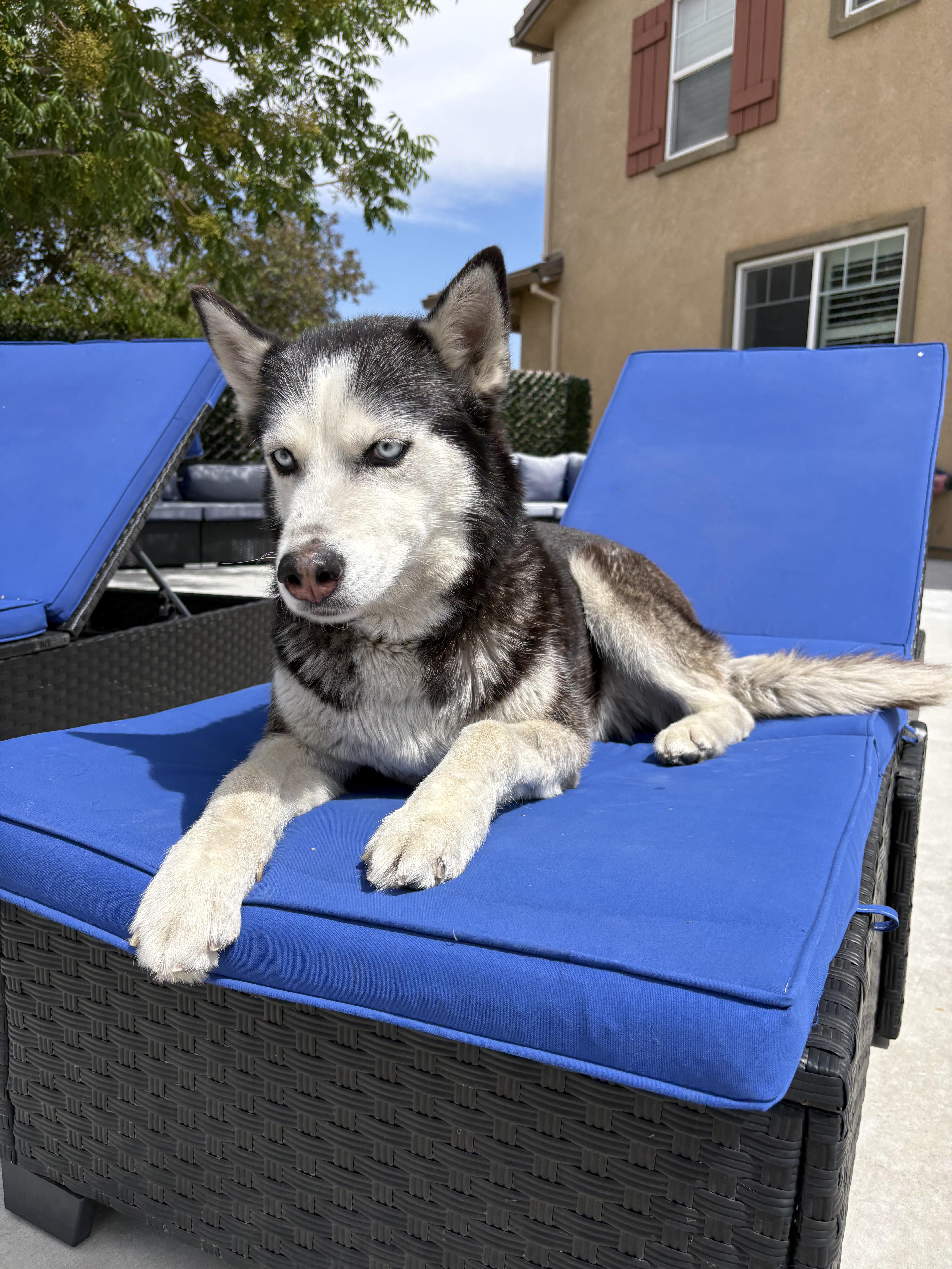 Dory, a ADOPTABLE Siberian Husky in Menifee, CA image 3/6