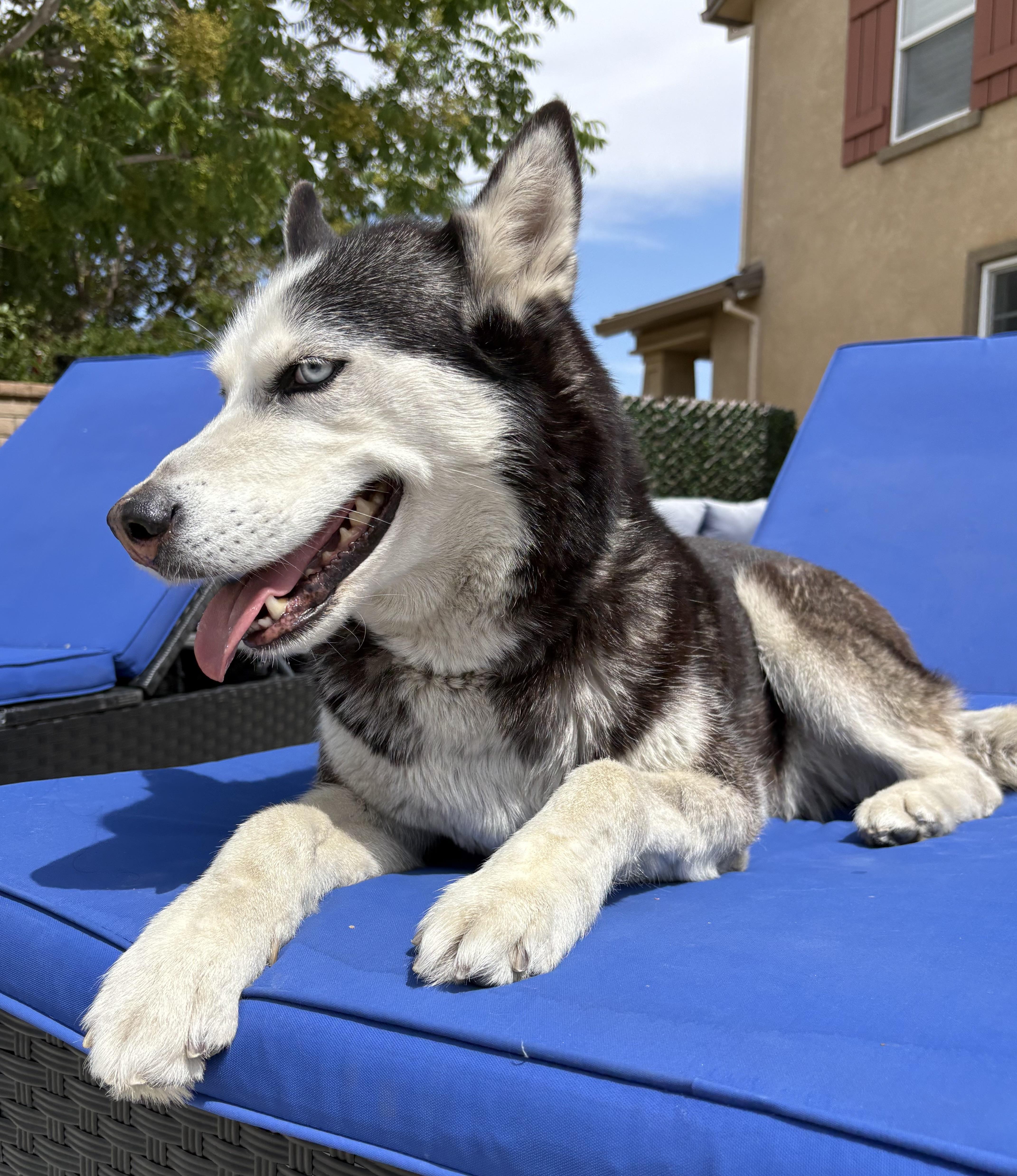 Dory, a ADOPTABLE Siberian Husky in Menifee, CA image 4/6