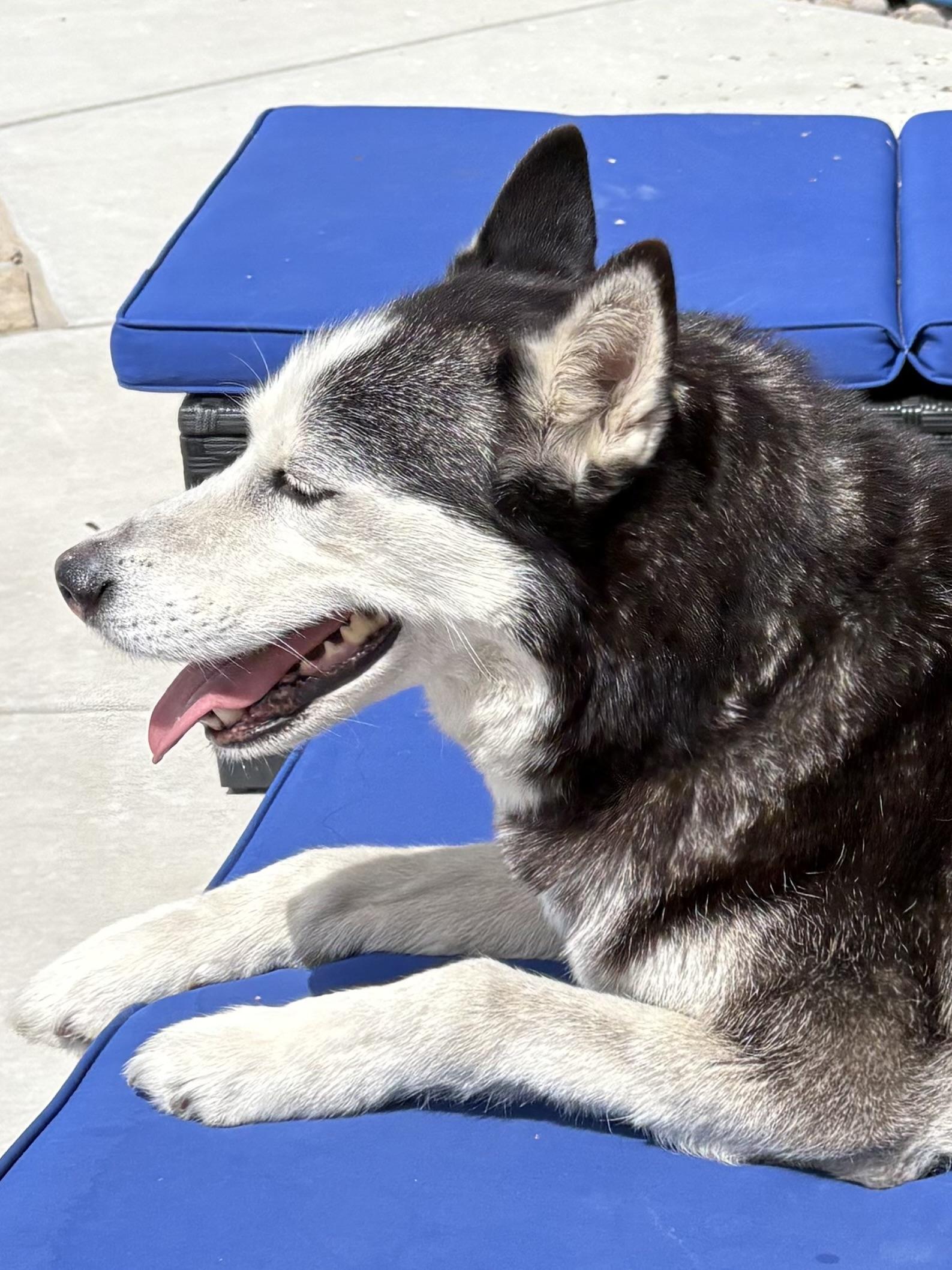 Dory, a ADOPTABLE Siberian Husky in Menifee, CA image 5/6