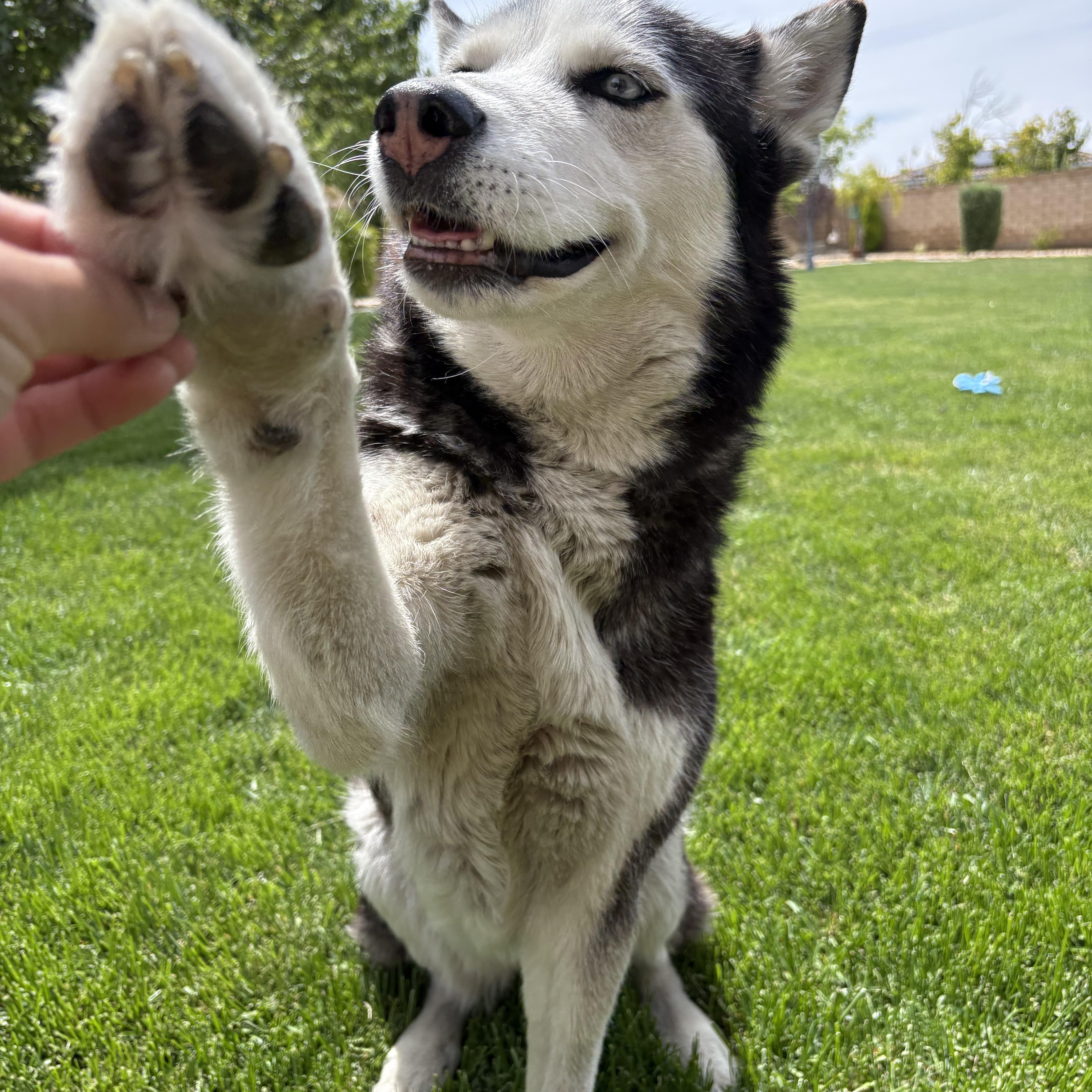 Dory, a ADOPTABLE Siberian Husky in Menifee, CA image 2/6