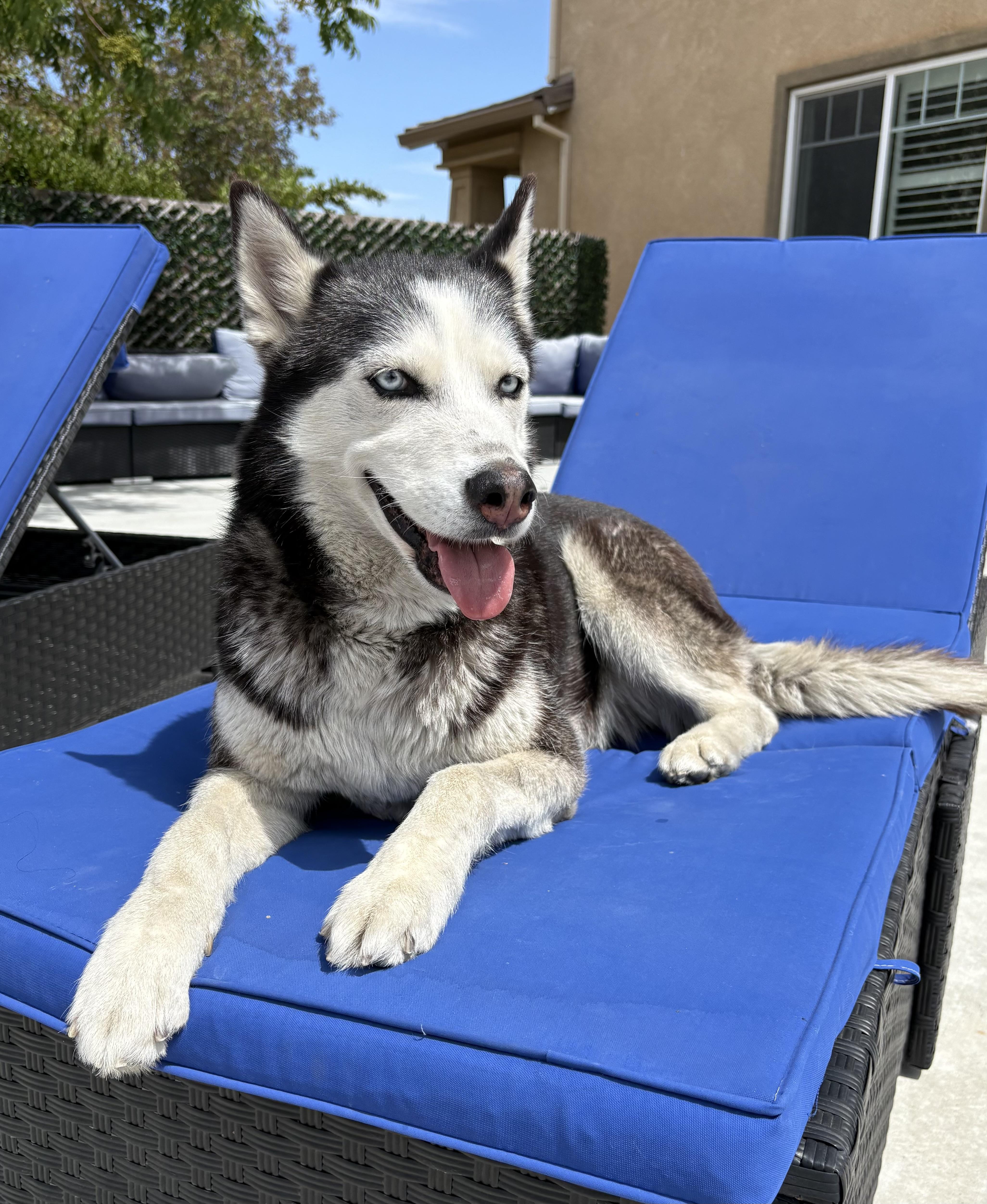 Dory, ADOPTABLE, Senior Female Siberian Husky.