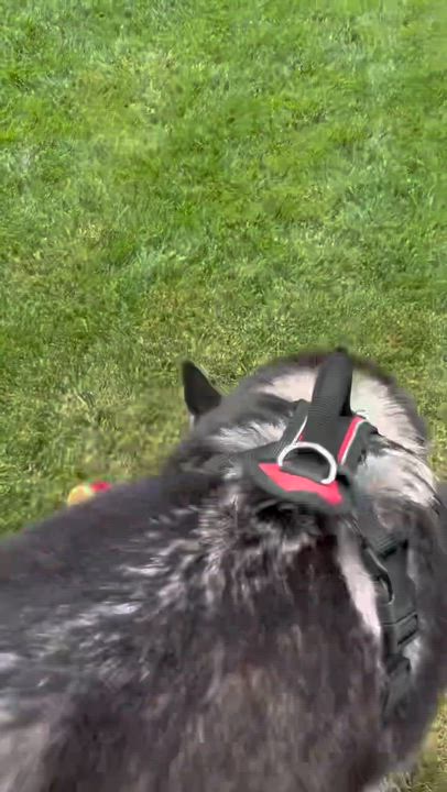 Enlarge Dory, a ADOPTABLE Siberian Husky in Menifee, CA video 6/6
