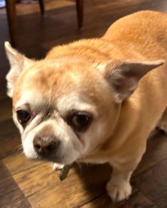 Peanut, Adoptable, Senior Male Chihuahua.
